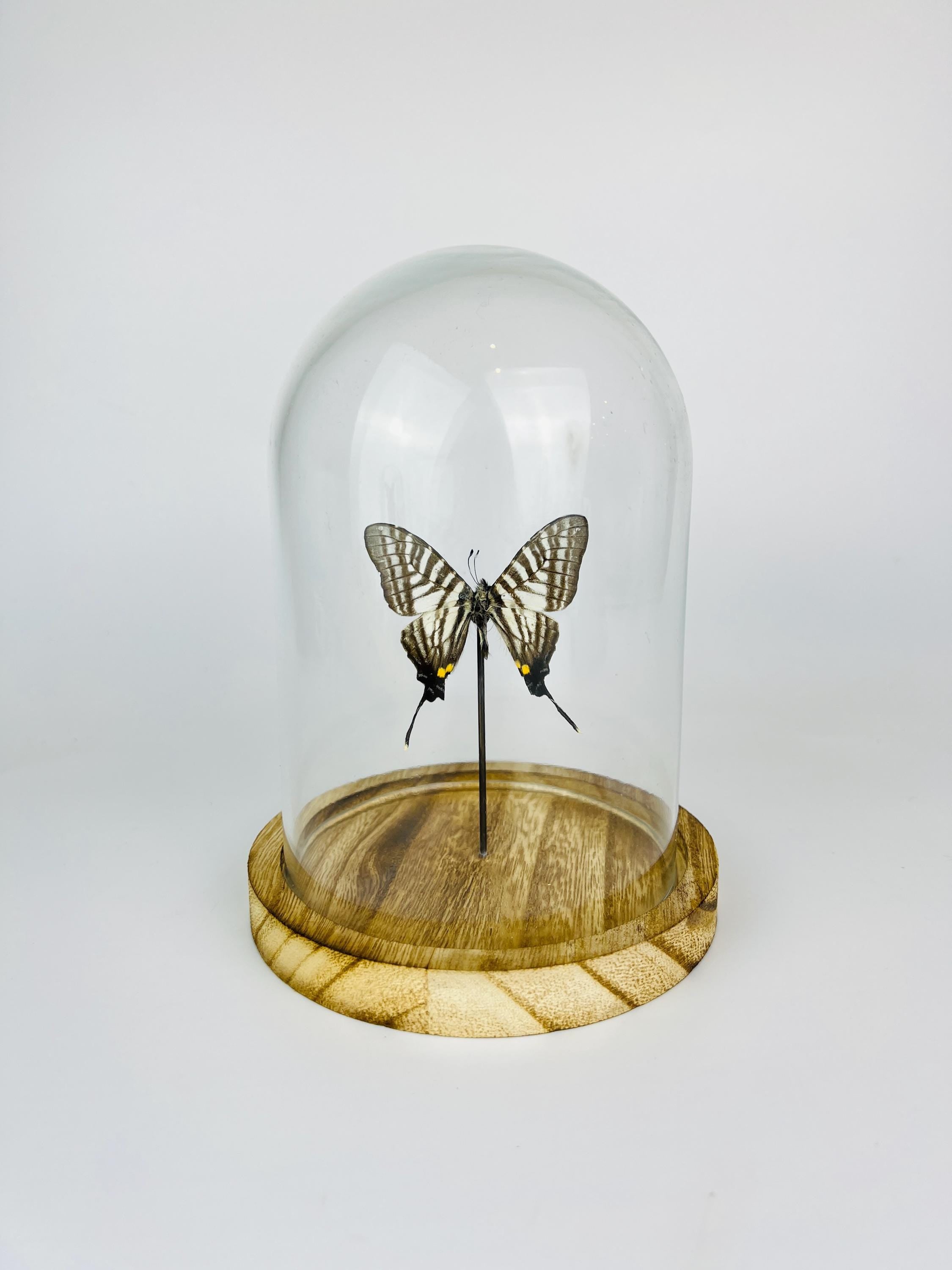 Real butterfly Graphium Pazala Eurous in Glass Dome – 17 x 13 cm (6.7 x 5.1 inches)