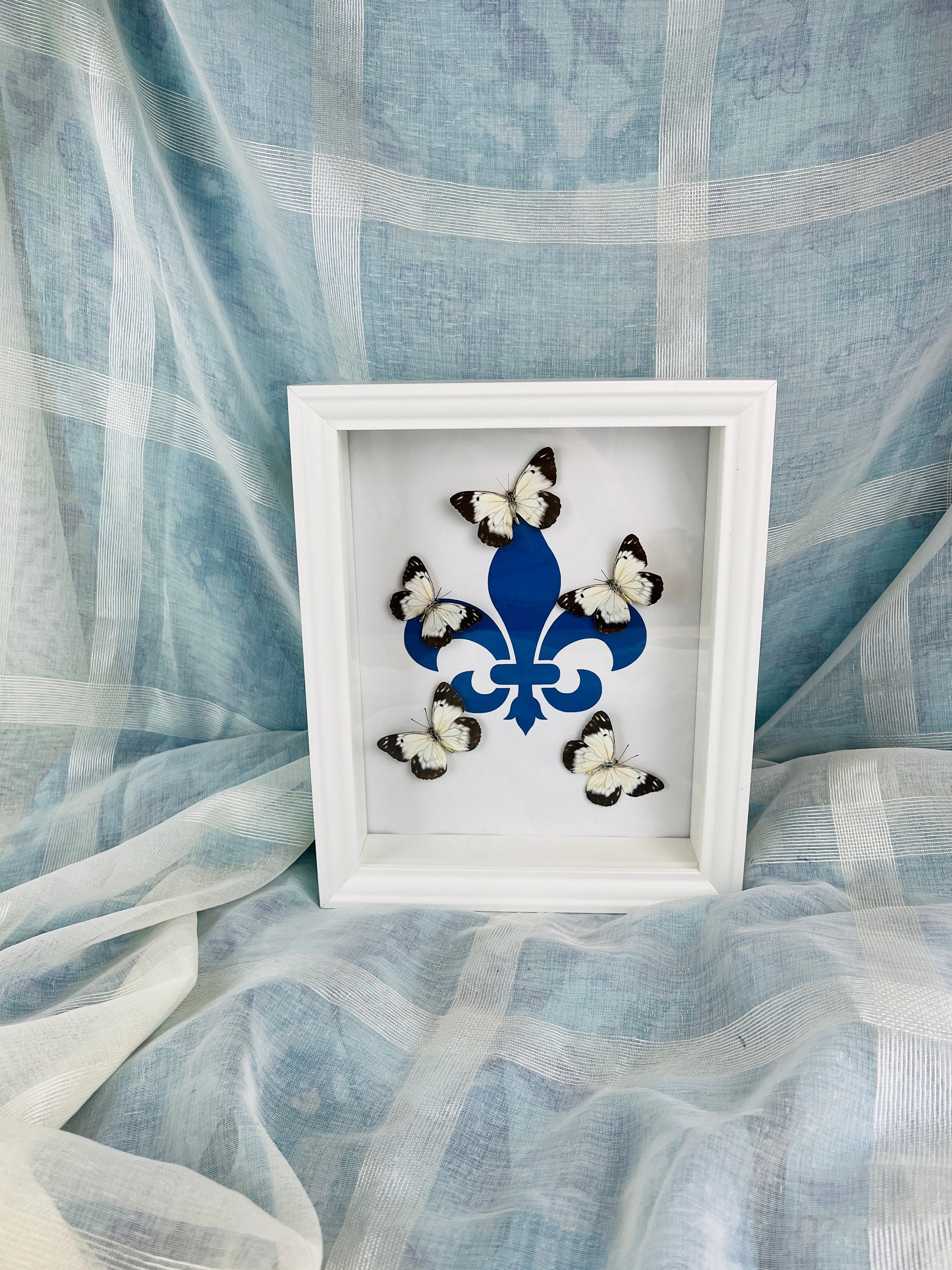Echte vlinders | Belenois op Fleur de Lis print in lijst (28x23cm)