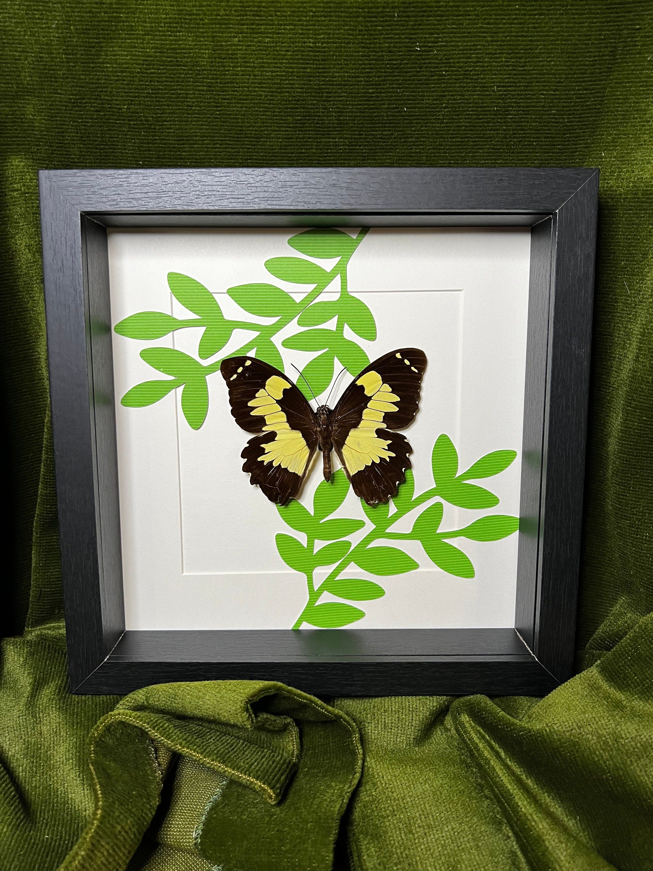 Papilio Euchenor op print in lijst