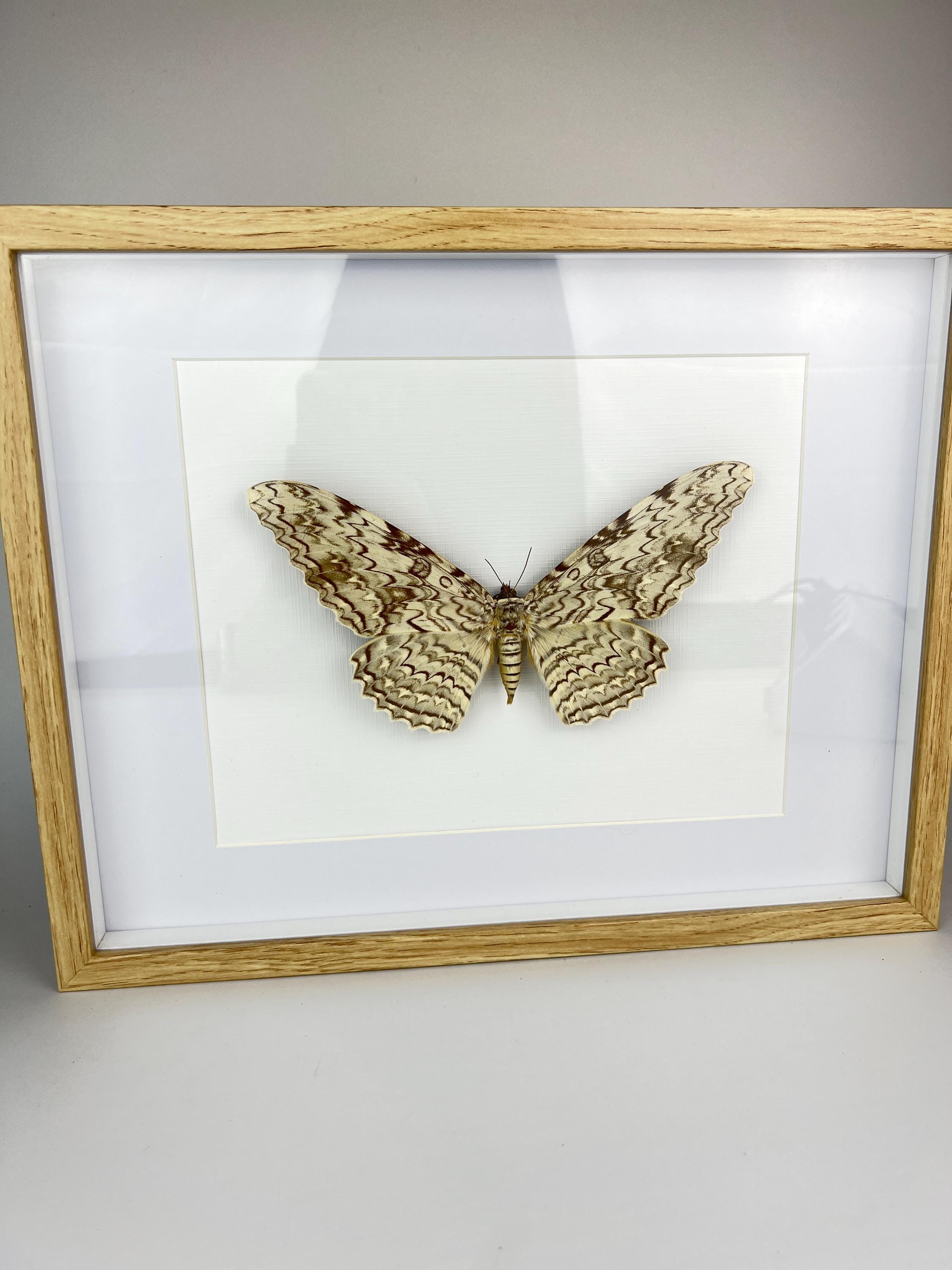 Antieke Thysania Agrippina Mot uit 1968 in lijst (White Witch Moth / Ghost Moth / Great Owlet Moth)
