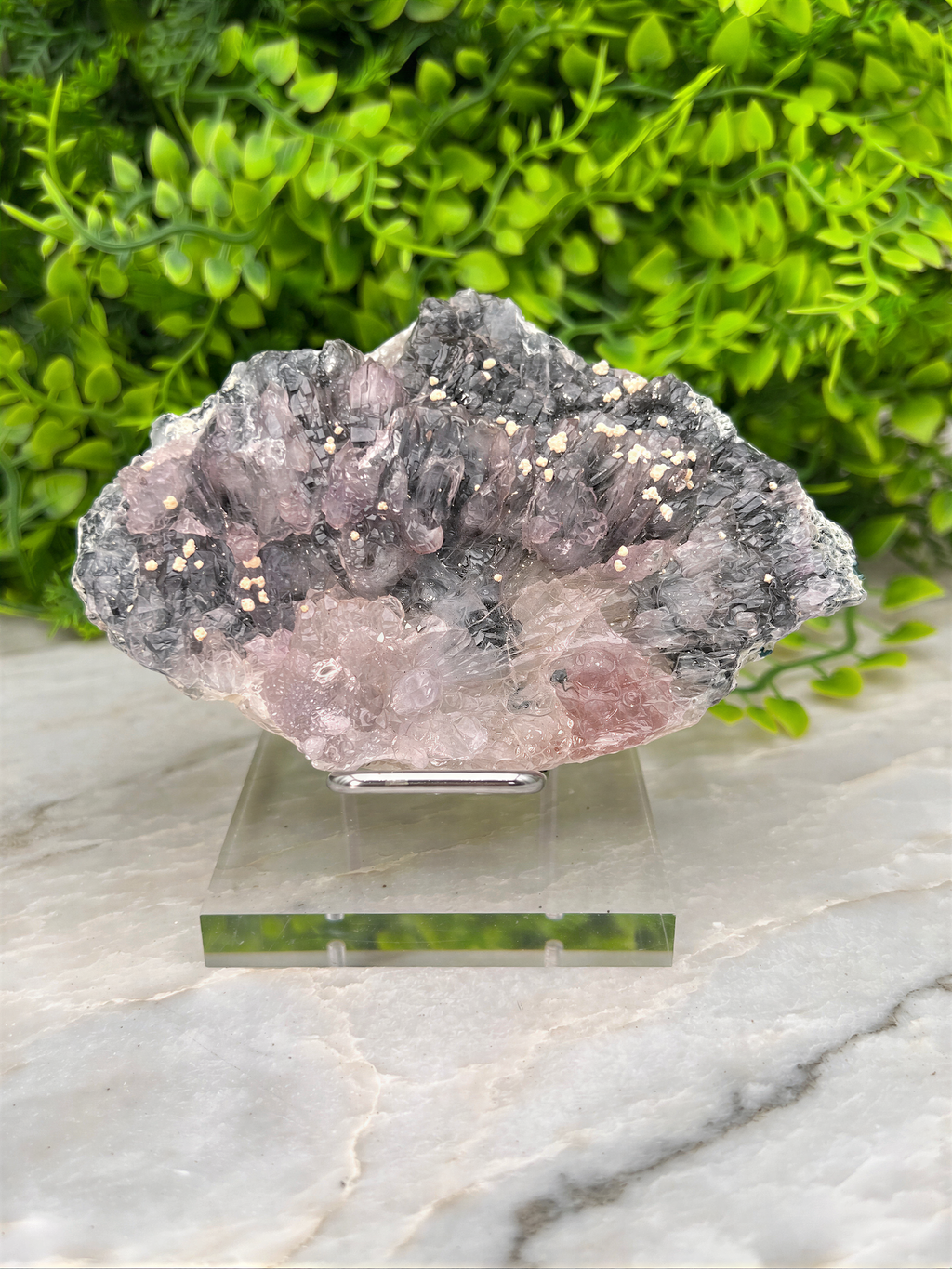 A clear glass display case containing a piece of purple and black crystal, surrounded by a lush green plant.