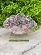 A clear glass display case containing a piece of purple and black crystal, surrounded by a lush green plant.