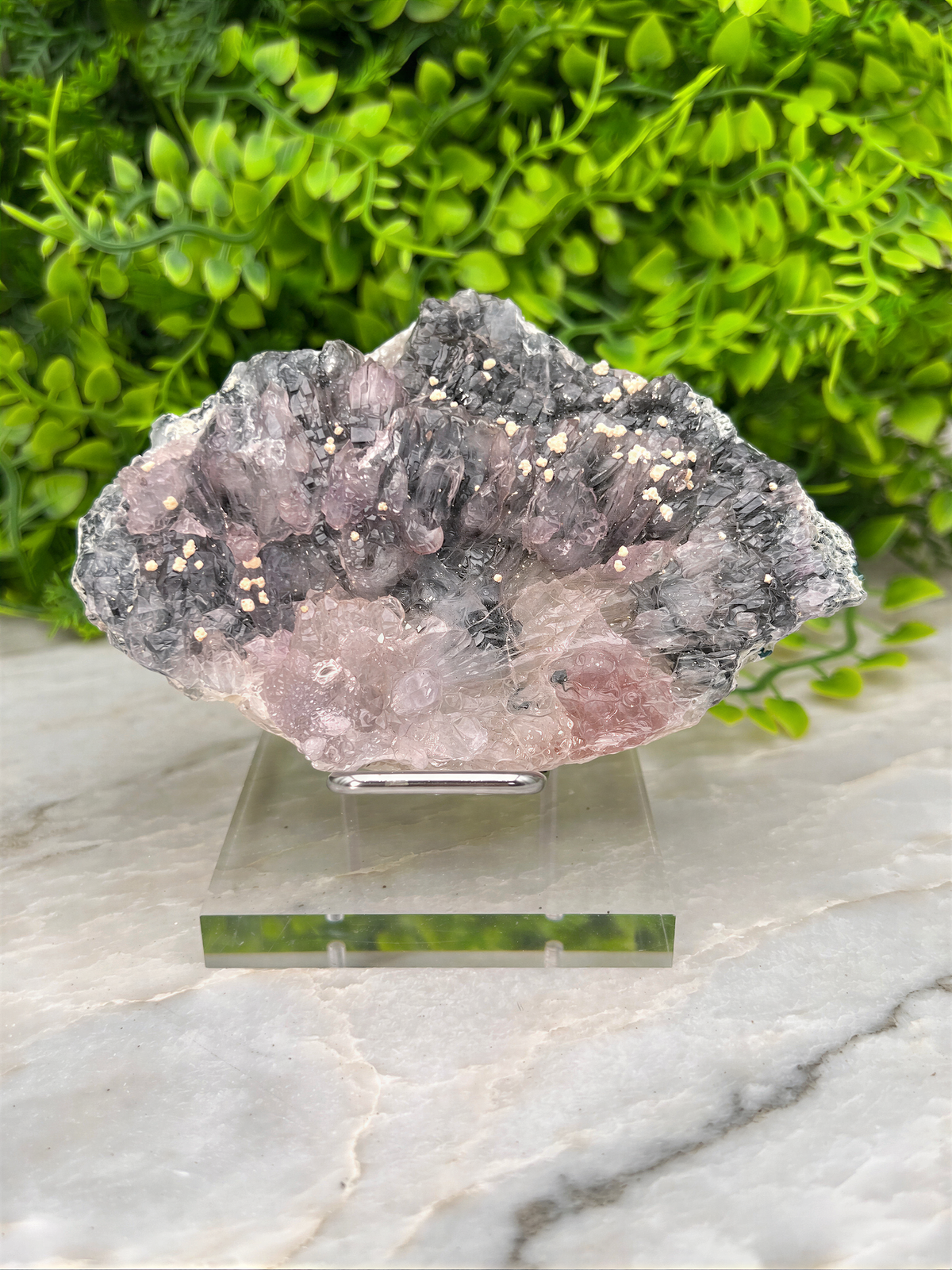 A clear glass display case containing a piece of purple and black crystal, surrounded by a lush green plant.