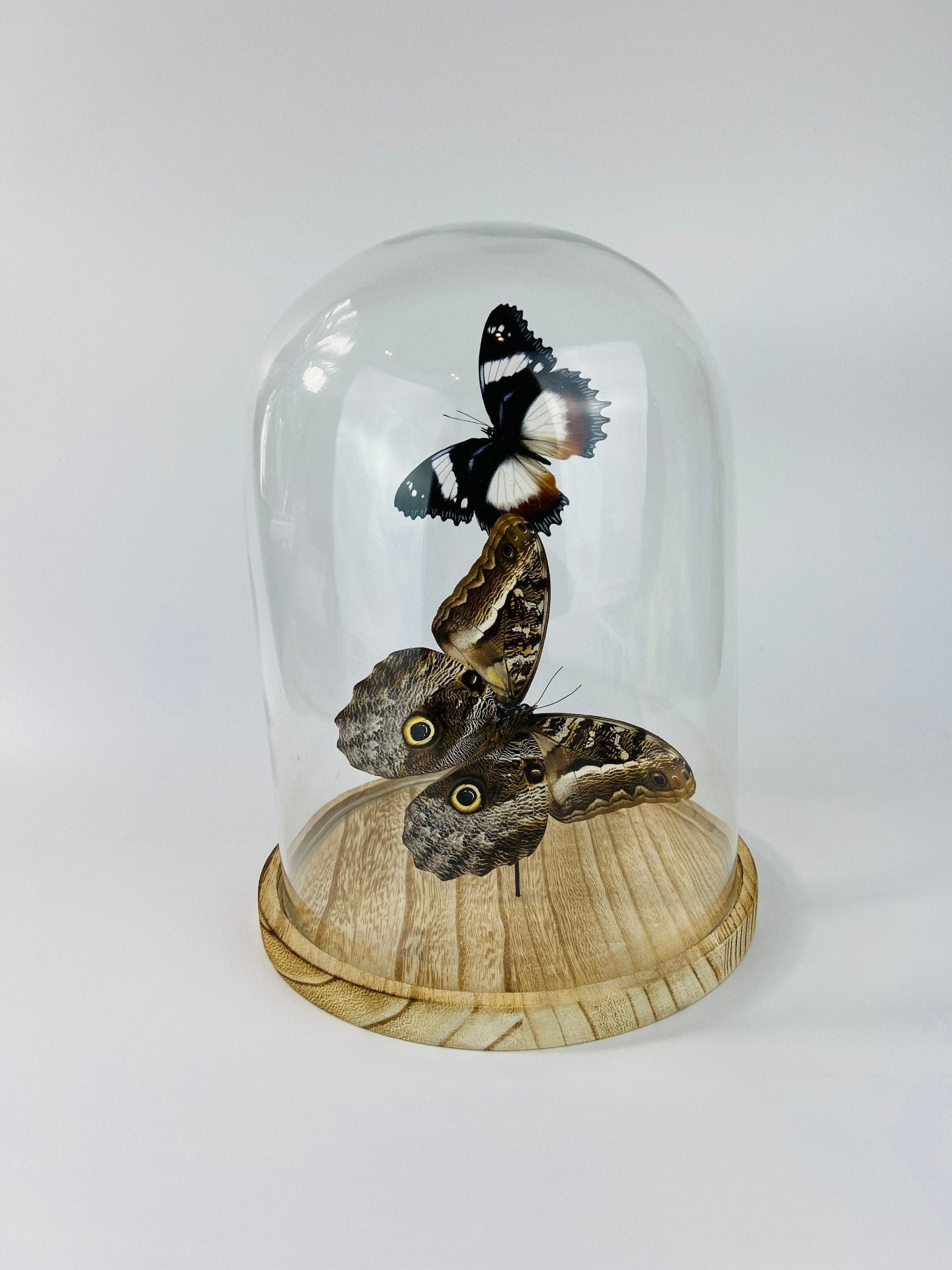 Hypolimnas Dexithea en Caligo in stolp by KEY LIME STORE