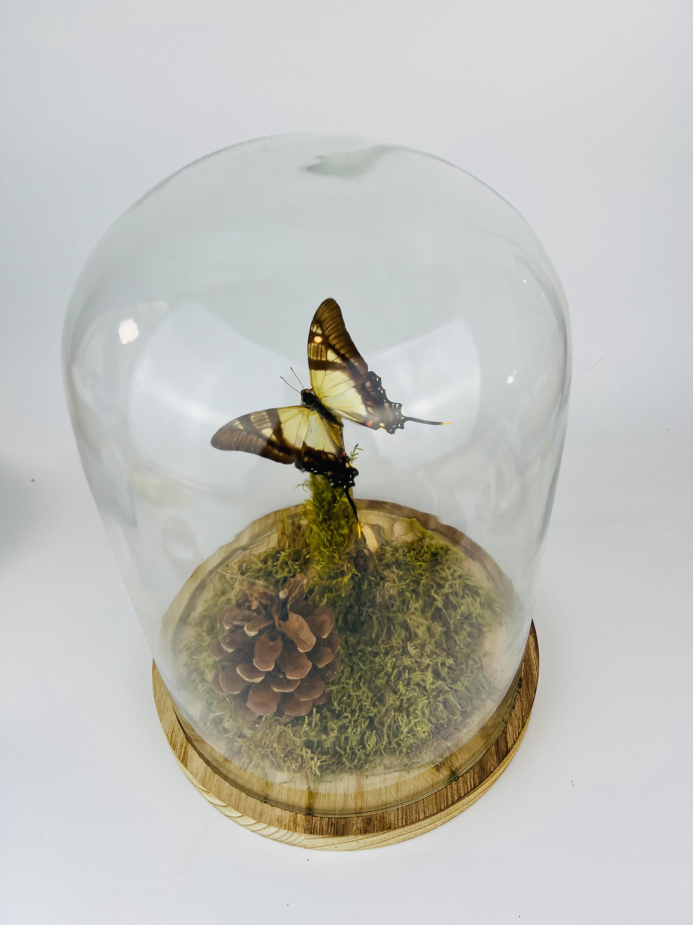 Eurytides Serville in stolp