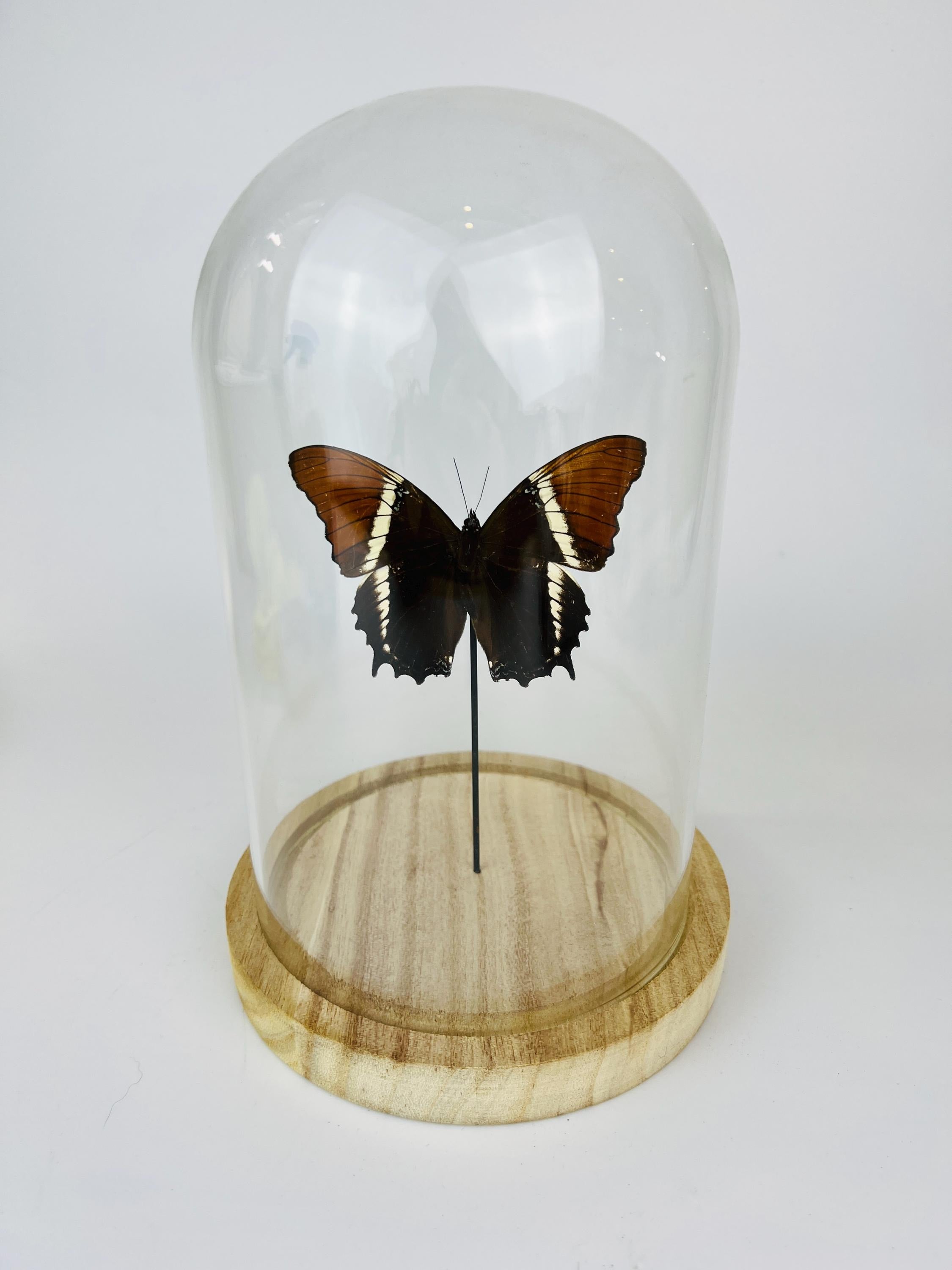 Echte vlinder | Siproeta Epaphus in stolp (21x14cm)