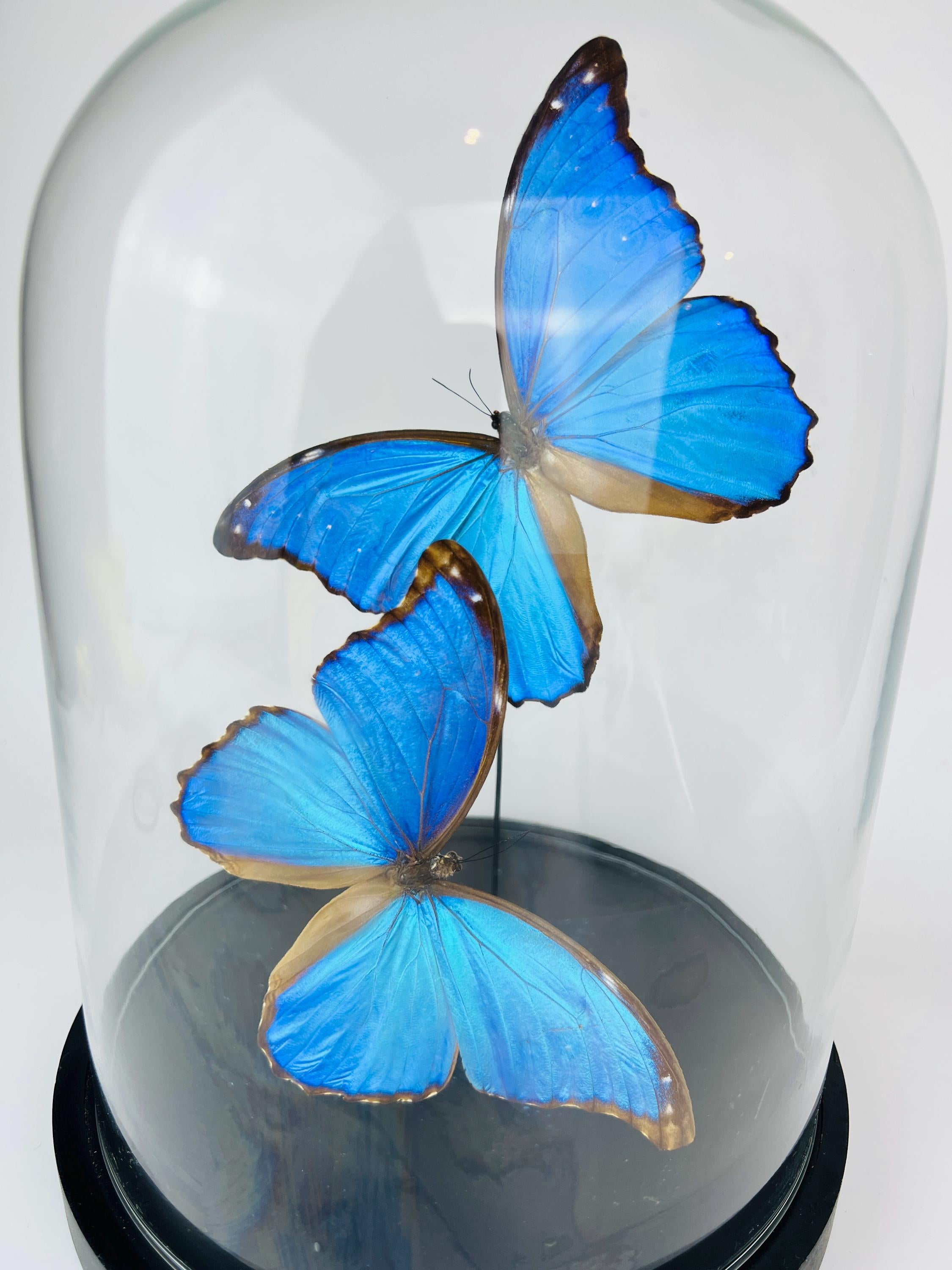 Echte vlinders Morpho Didius in glazen koepel – 31 x 23 cm