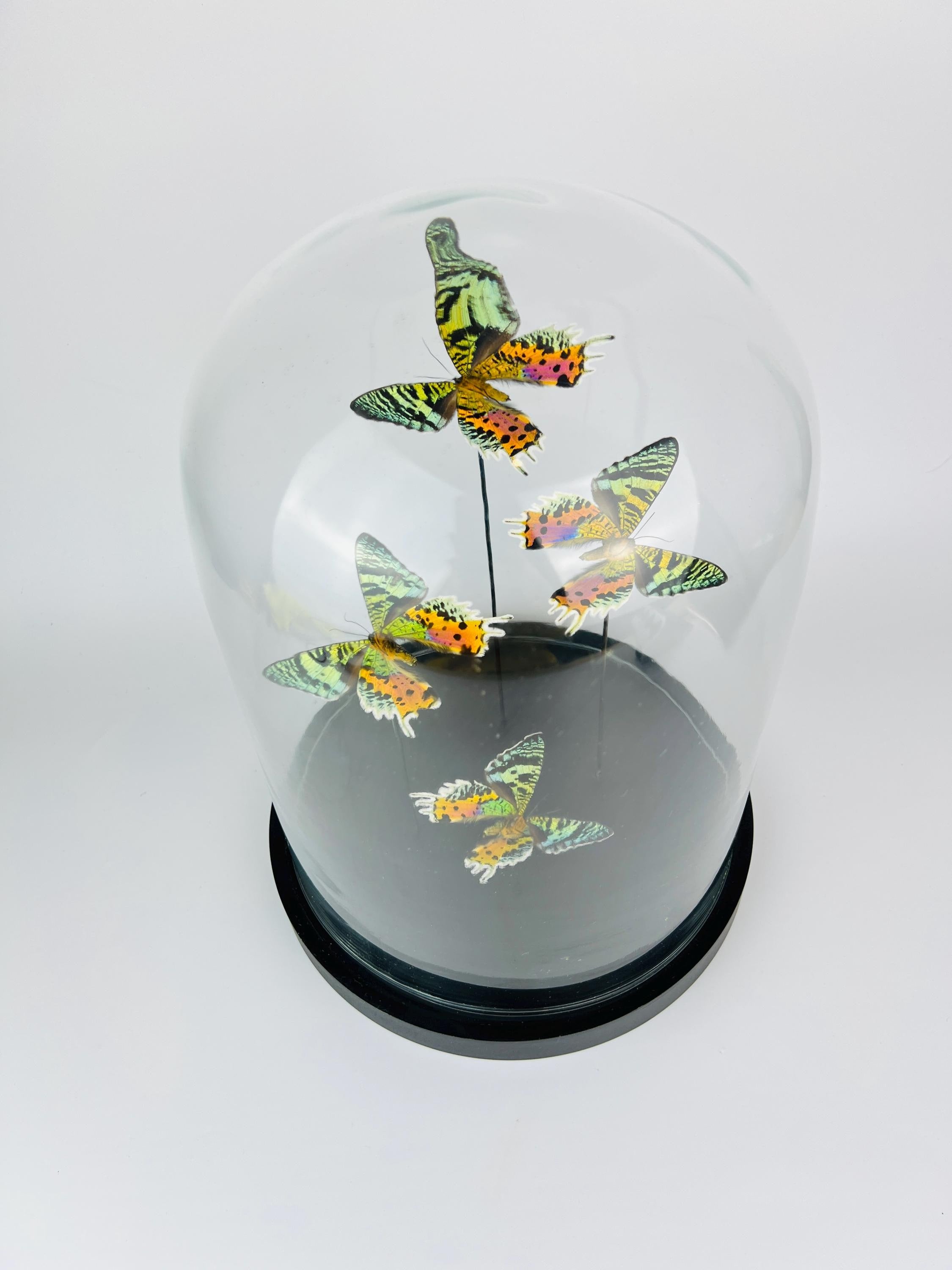 Echte vlinders Urania Ripheus (achterkant) in glazen koepel – 31 x 23 cm (12,2 x 9,1 inch)