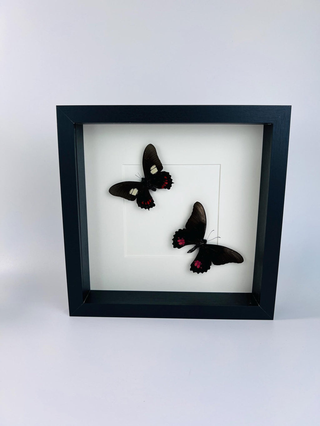 Parides und Papilio Anchisiades in einem Rahmen von KEY LIME STORE