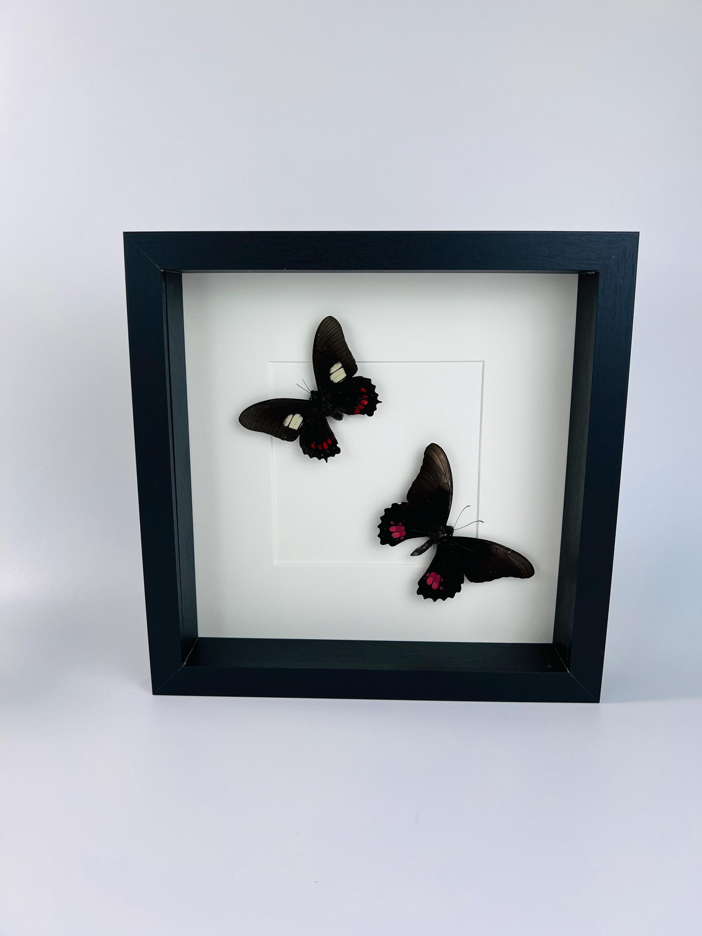 Parides en Papilio Anchisiades in lijst