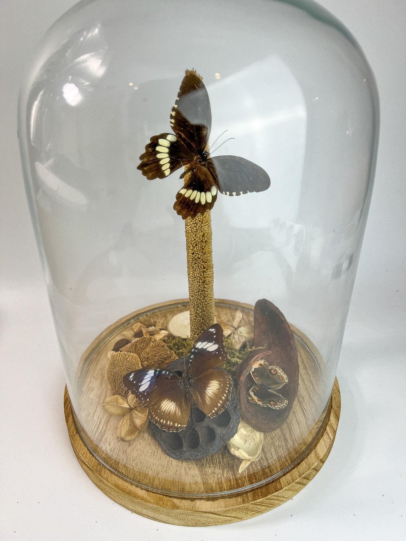 Papilio Polytes, Hypolimnas Bolina und Junonia Coenia in einer Glasglocke von KEY LIME STORE