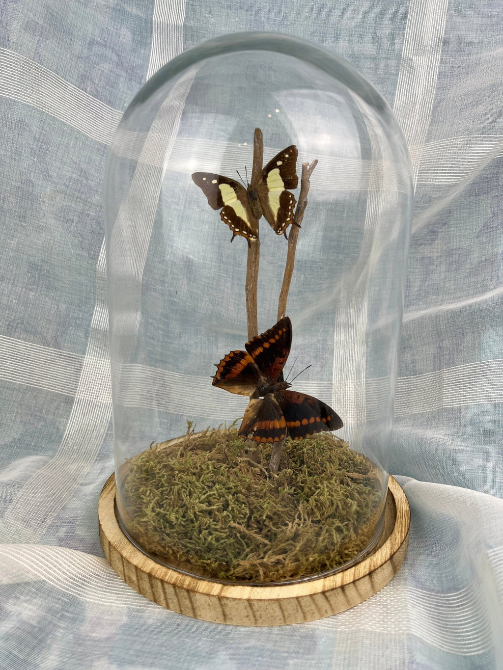 Charaxes Lucretius und Polyura Athama in einer Glasglocke von KEY LIME STORE