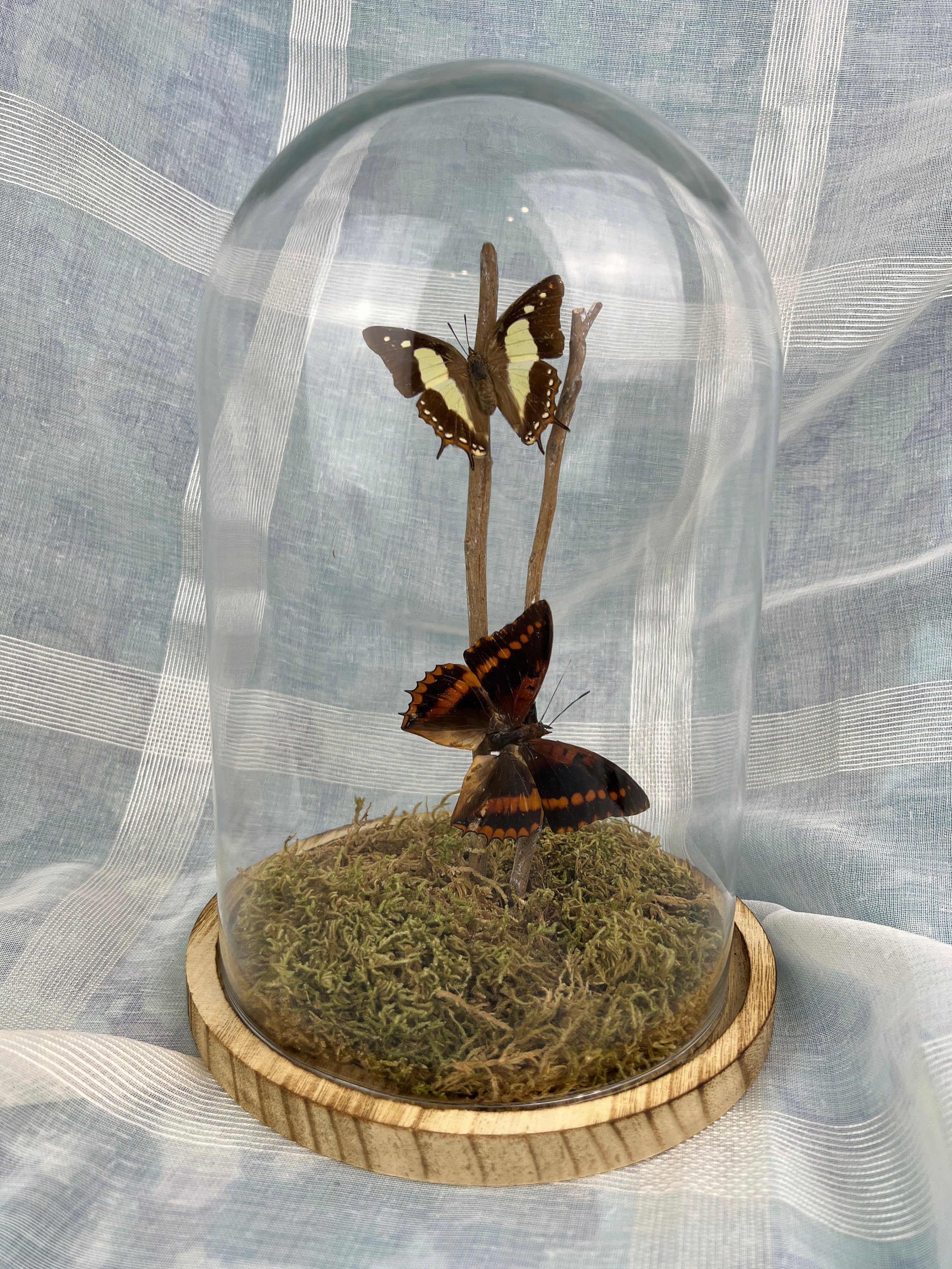 Charaxes Lucretius en Polyura Athama in stolp