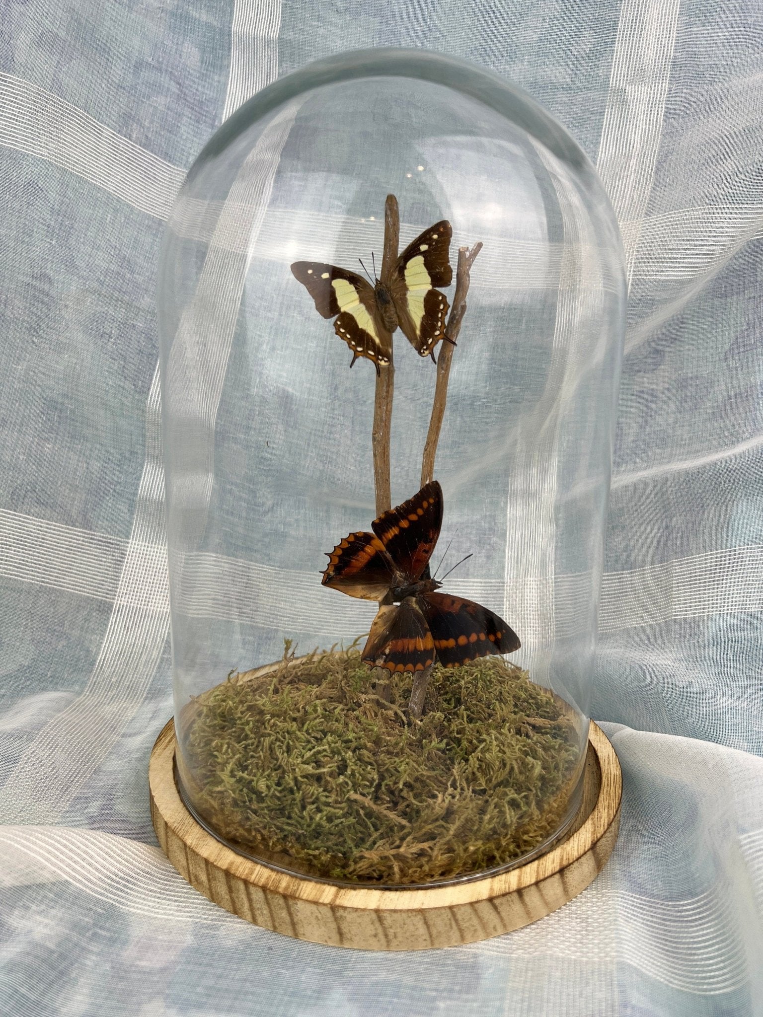 Charaxes Lucretius und Polyura Athama in einer Glasglocke von KEY LIME STORE