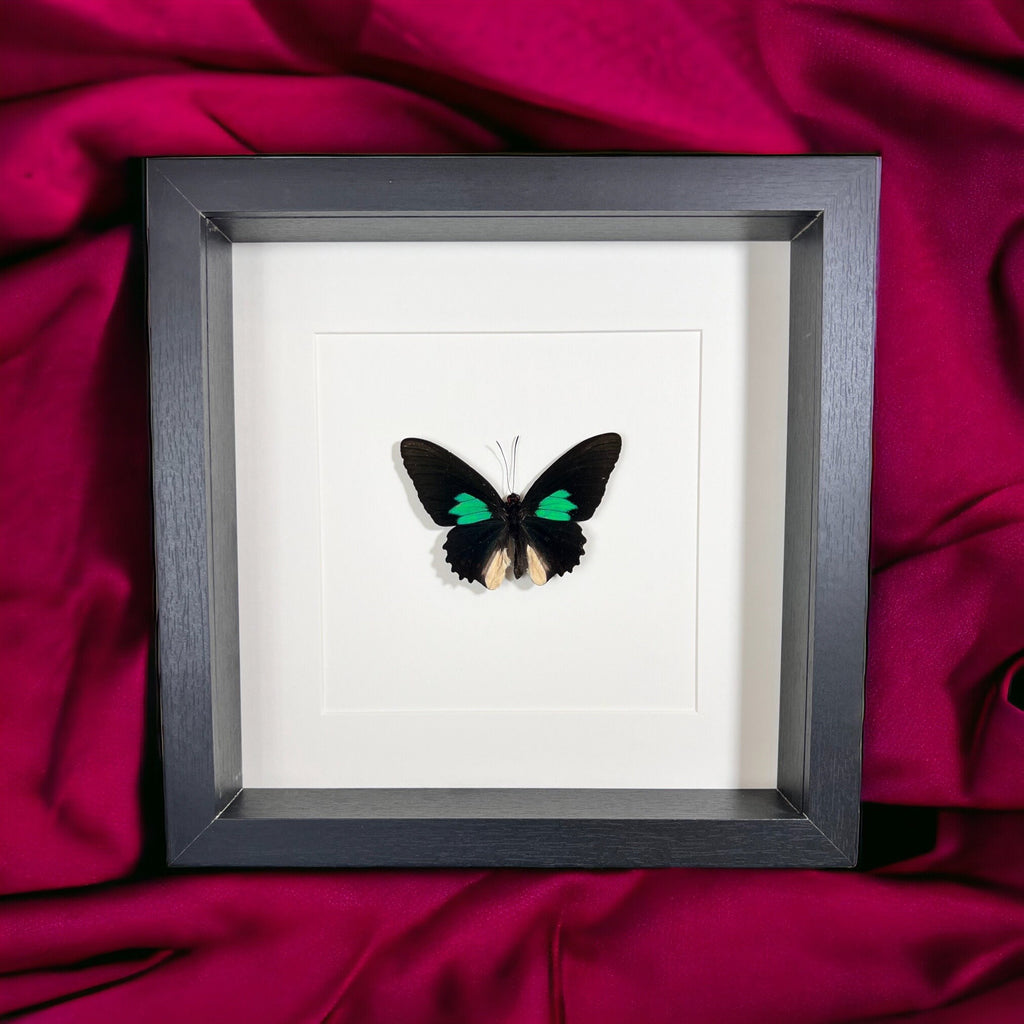 Parides in einem Rahmen von KEY LIME STORE