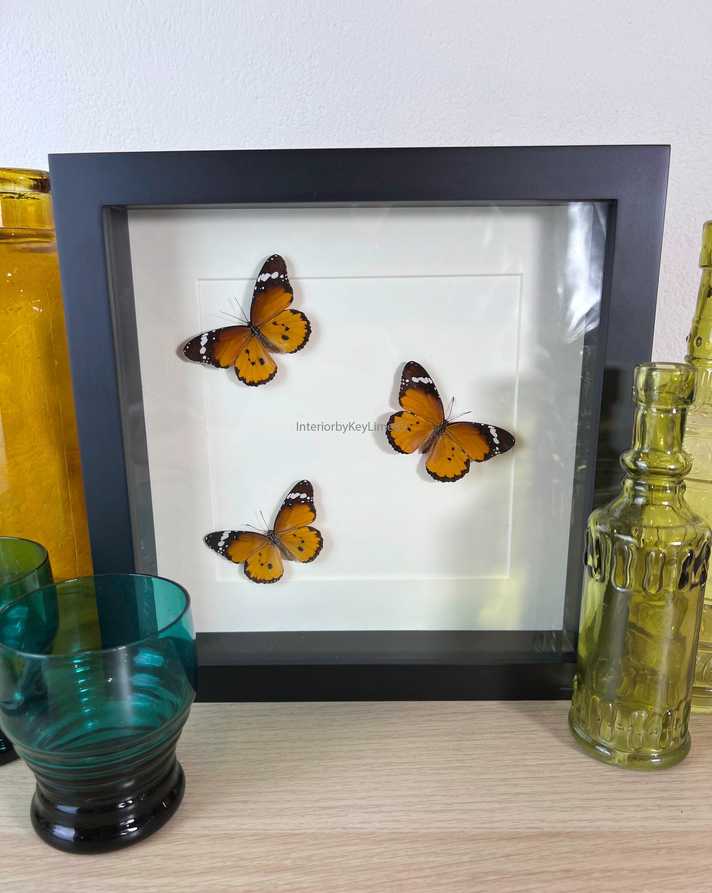 Danaus Chrysippus in einem Rahmen