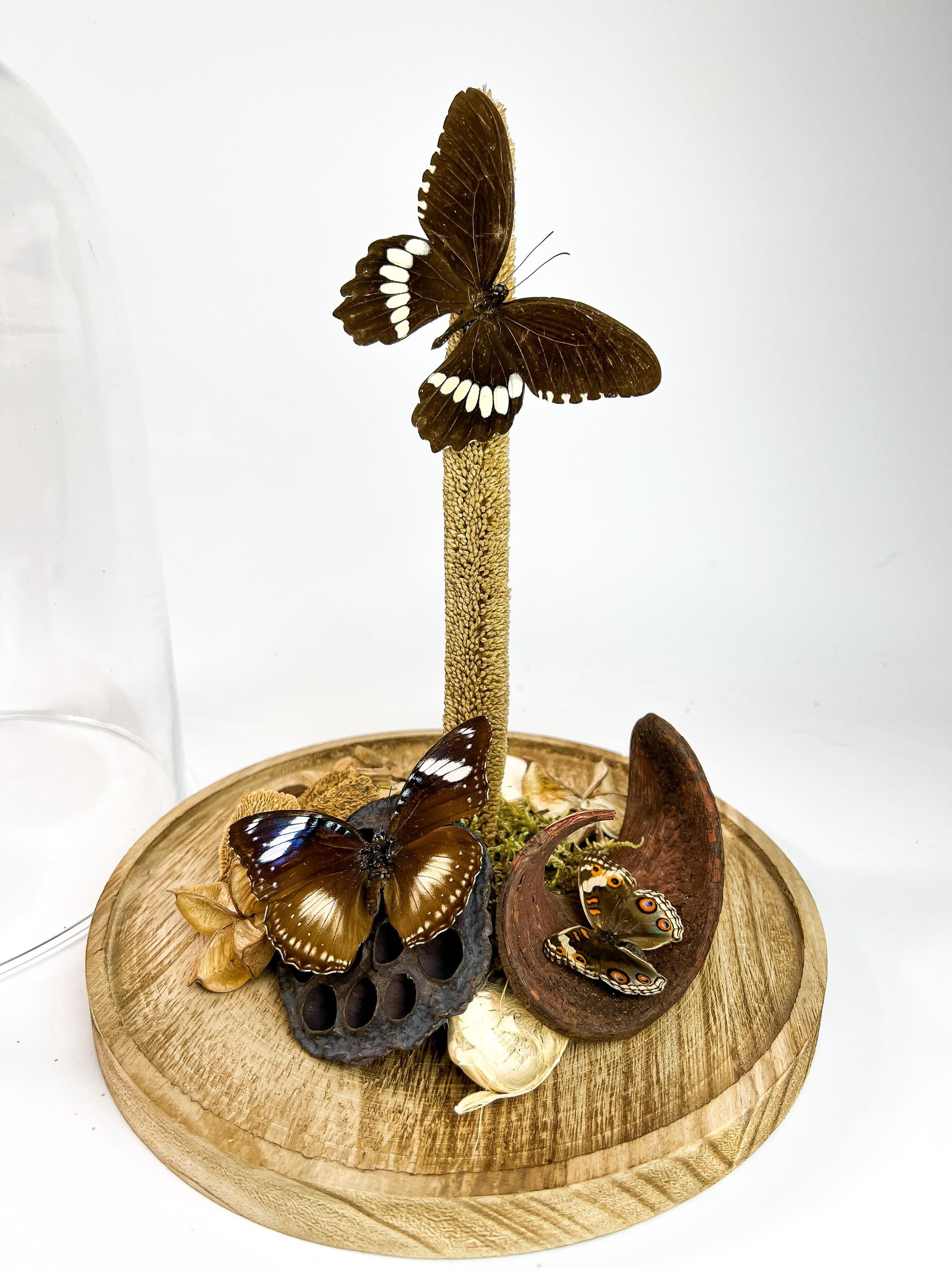 Papilio Polytes, Hypolimnas Bolina en Junonia Coenia in stolp