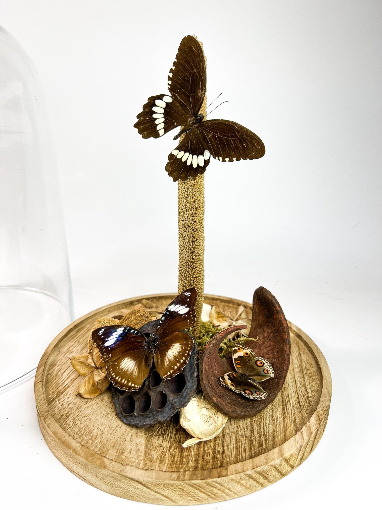 Papilio Polytes, Hypolimnas Bolina und Junonia Coenia in einer Glasglocke von KEY LIME STORE