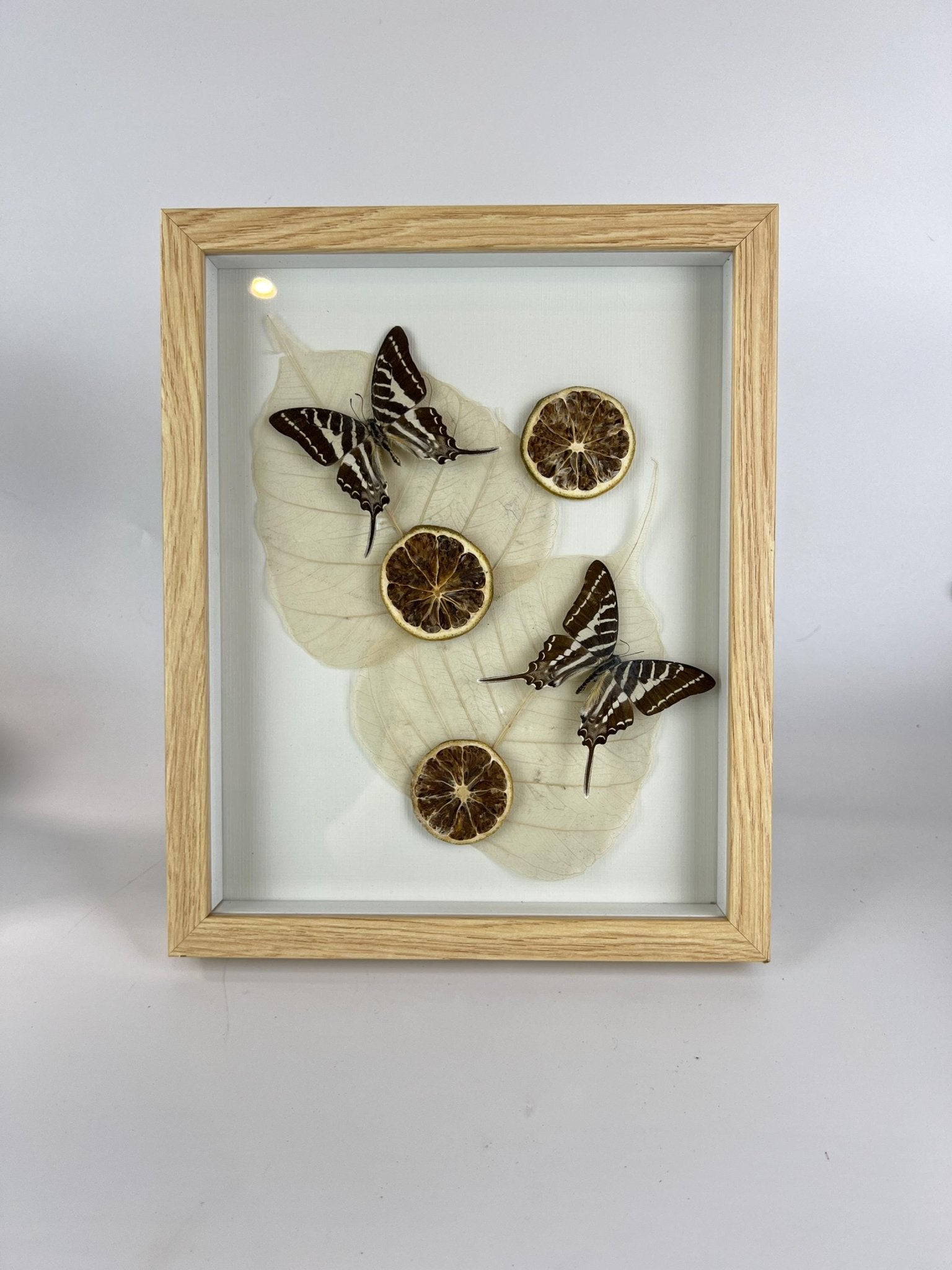 Graphium Rhesus met gedroogde ornamenten in lijst by KEY LIME STORE