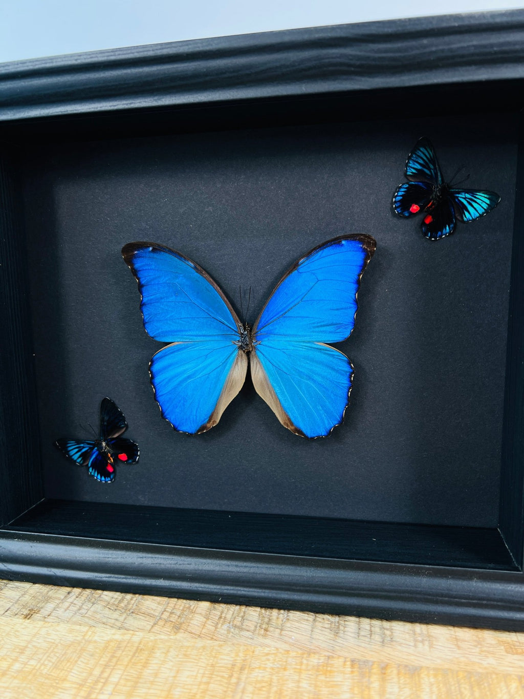 Morpho Didius und 2 Necyria in einem Rahmen von KEY LIME STORE