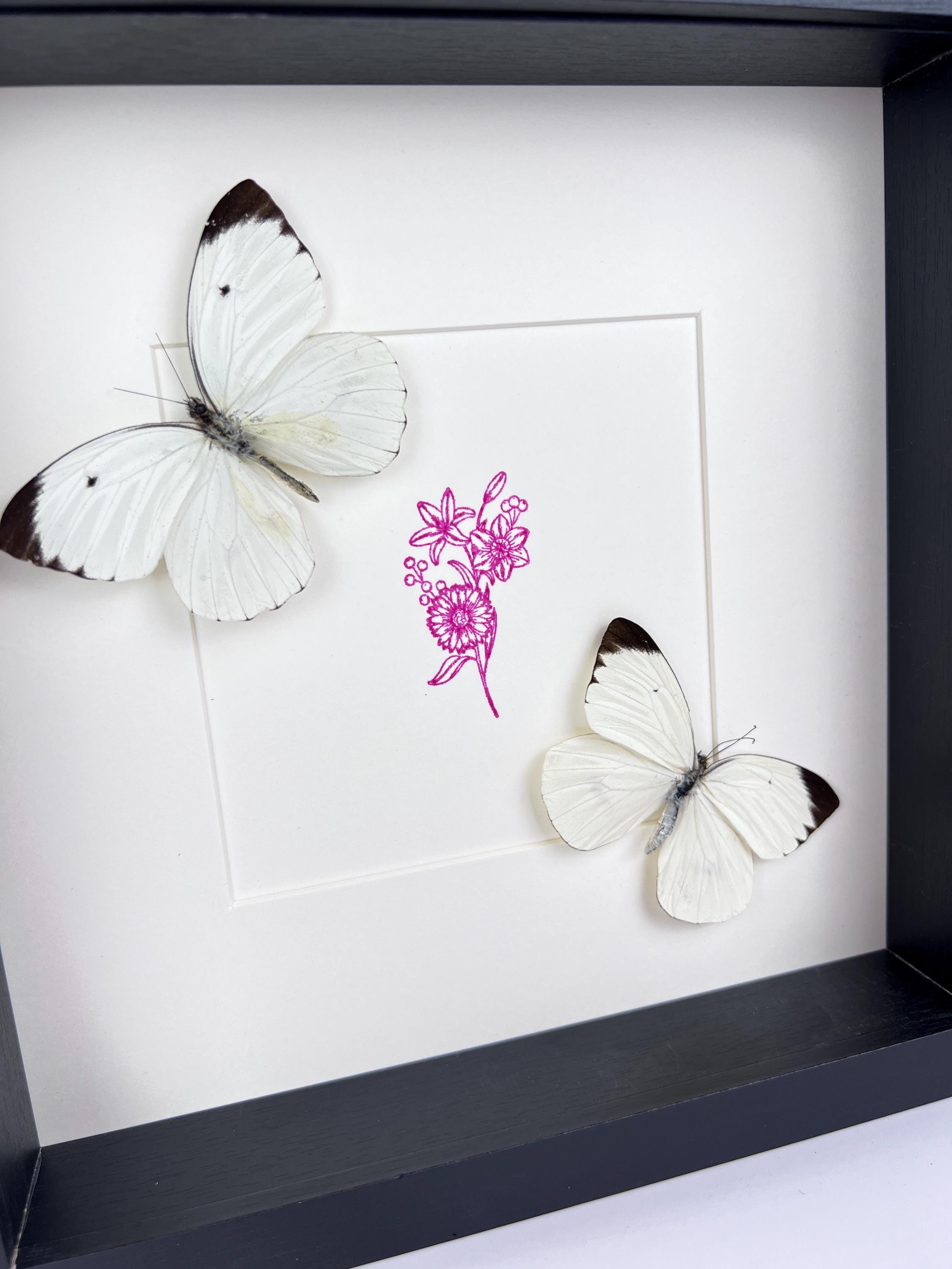 Ascia Bunaie auf violettem Blumenmuster, gerahmt