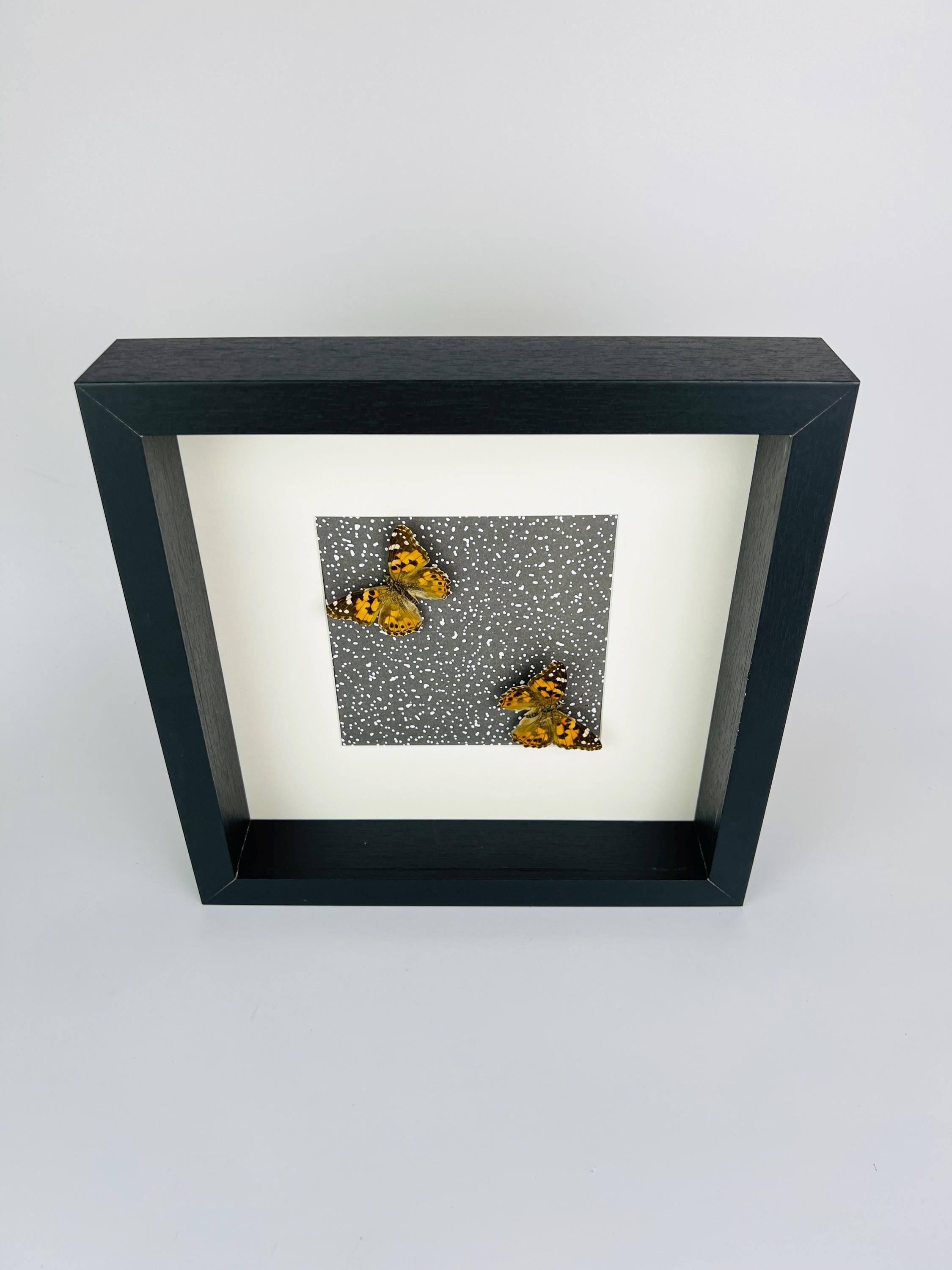 Vanessa Cardui op print in lijst