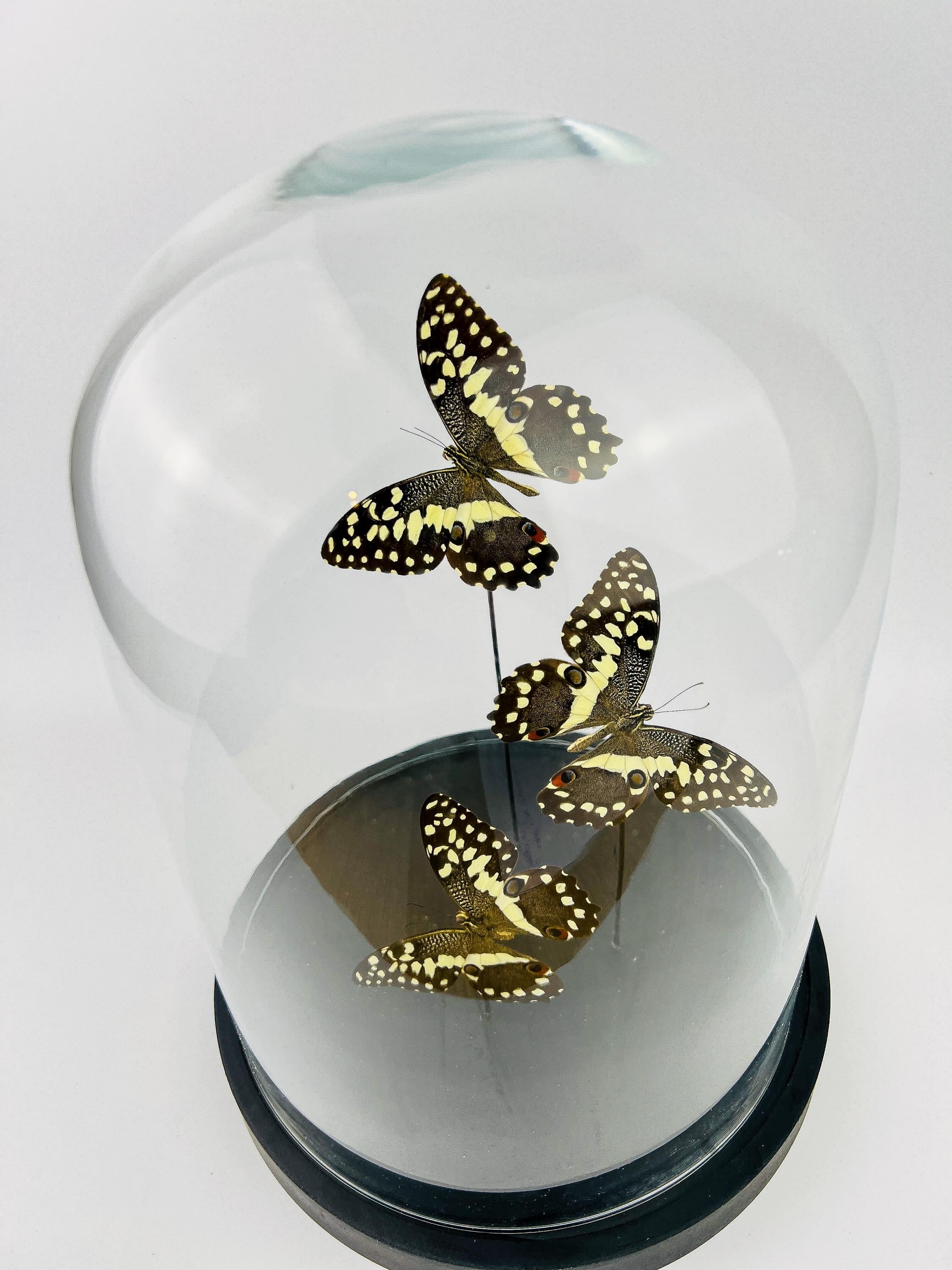 Papilio Demodocus in stolp