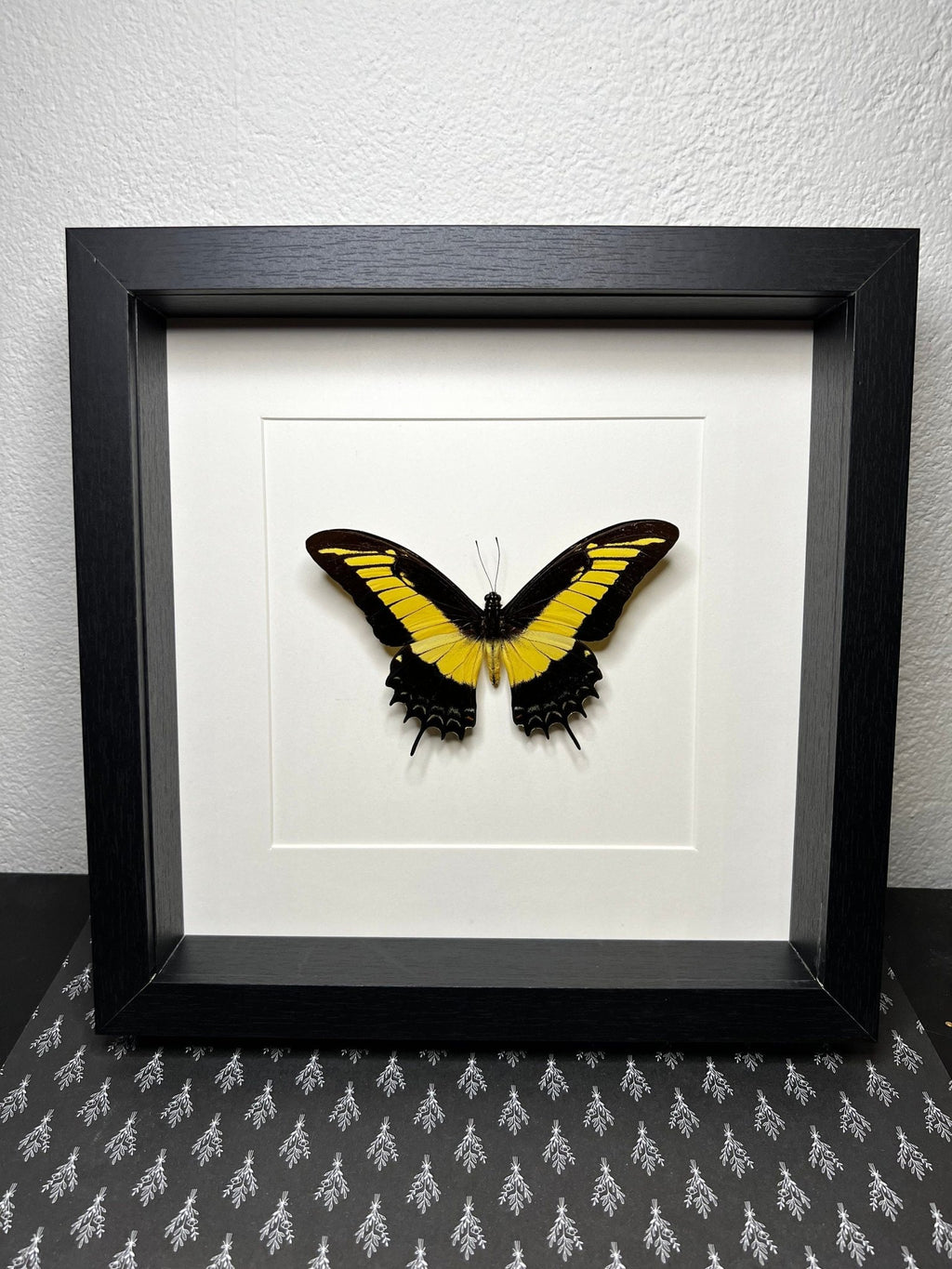 Papilio Androgeus in einem Rahmen von KEY LIME STORE