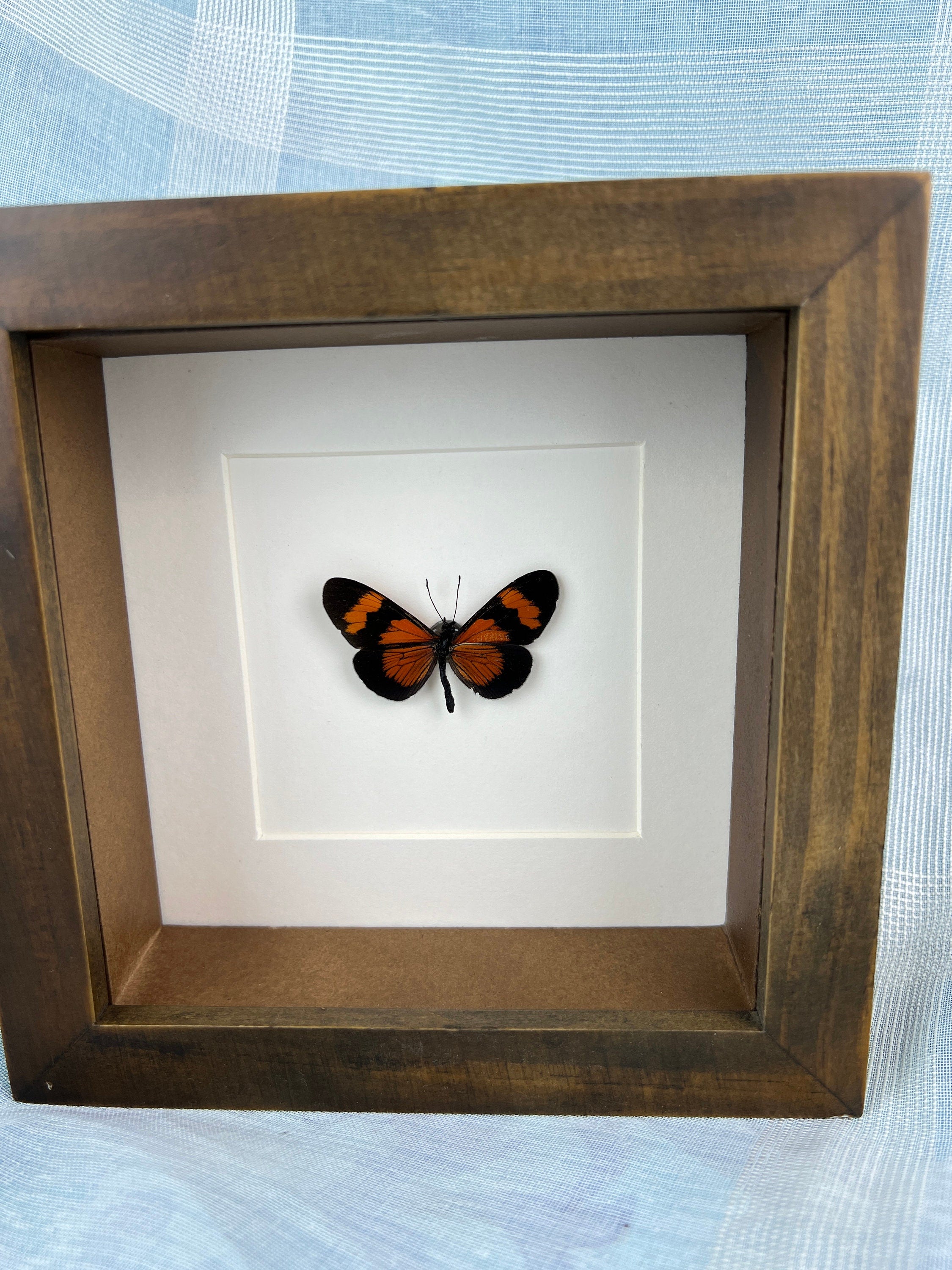 Altinote Negra in a frame