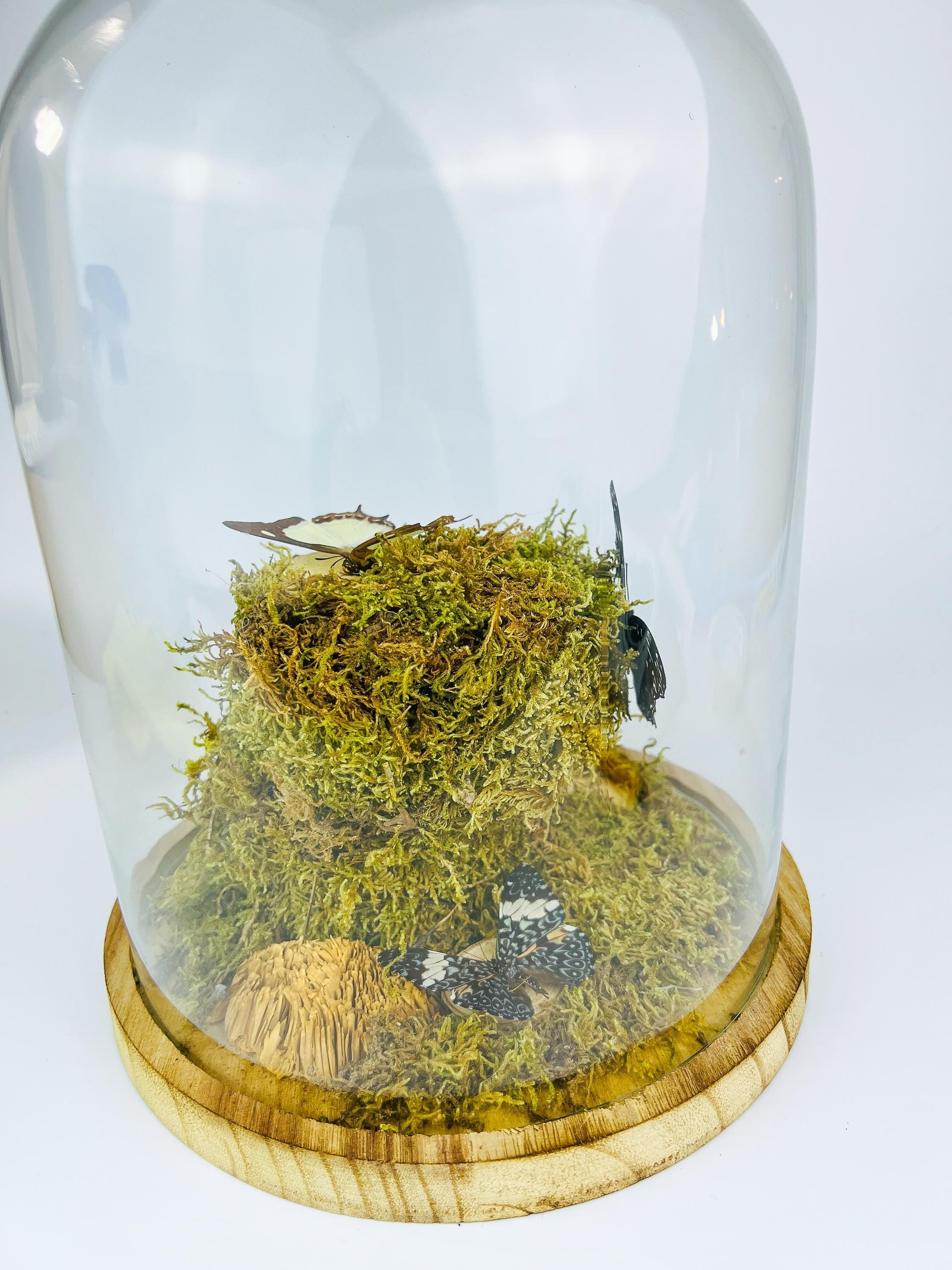 Polyura Athamas, Dichorragia Ninus en Hamadryas Amphinome in stolp