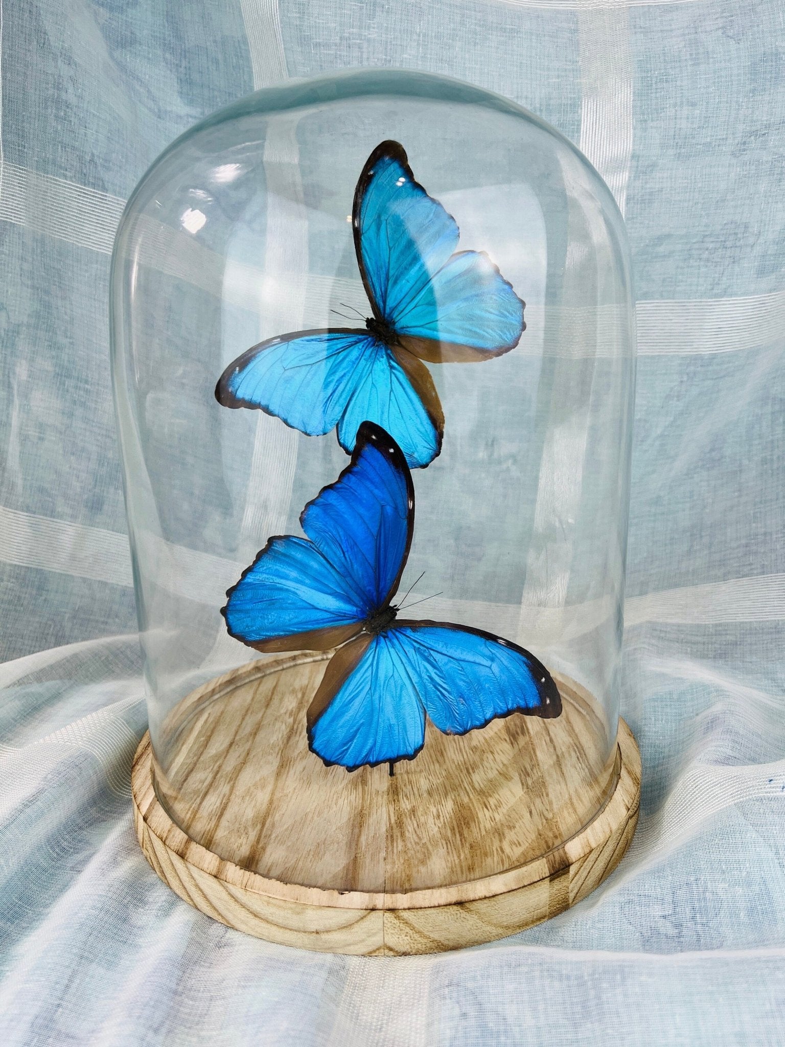 Morpho Didius in einer Glasglocke von KEY LIME STORE