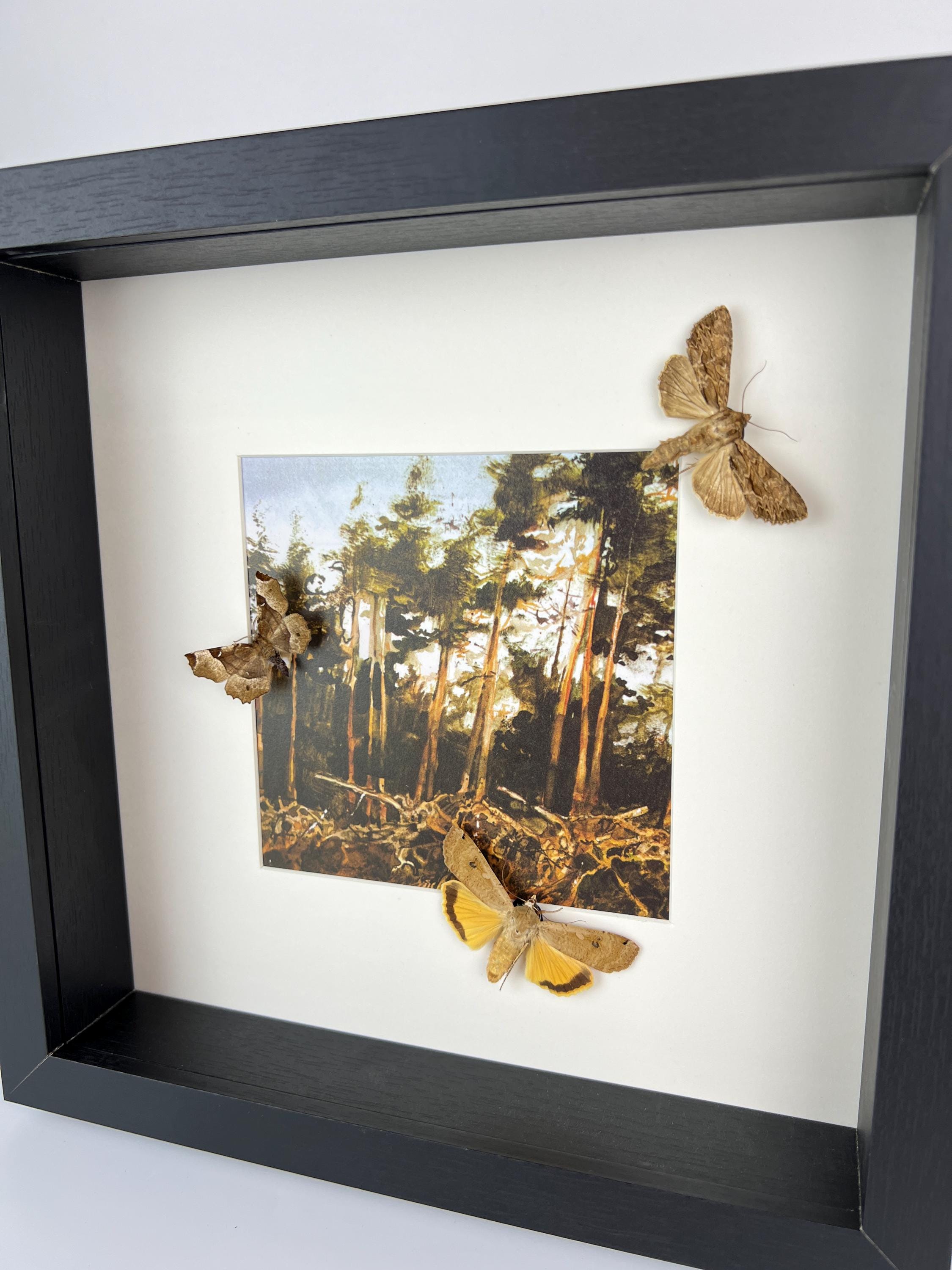 Motten auf Druck in einem Rahmen