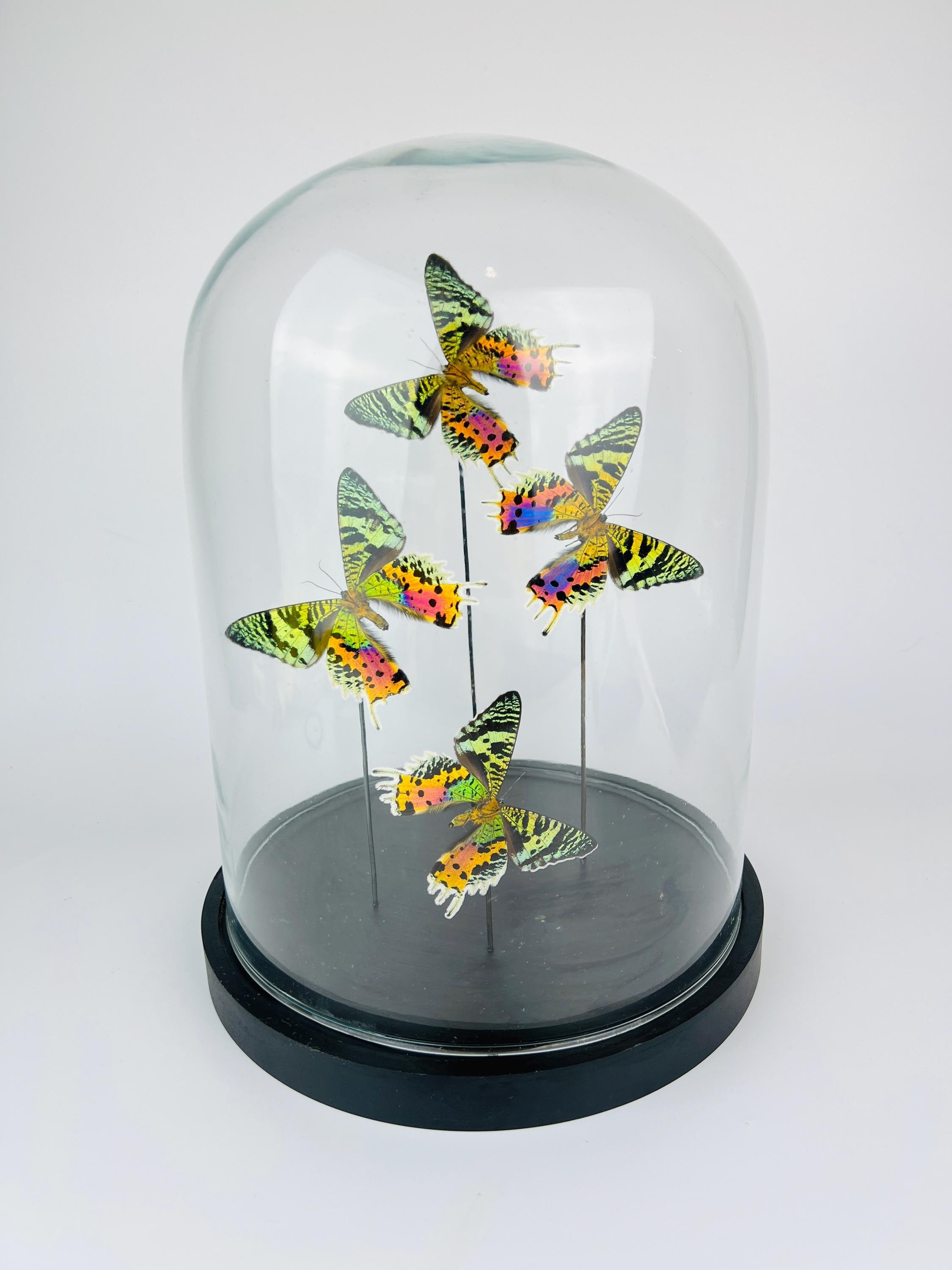 Echte vlinders Urania Ripheus (achterkant) in glazen koepel – 31 x 23 cm (12,2 x 9,1 inch)