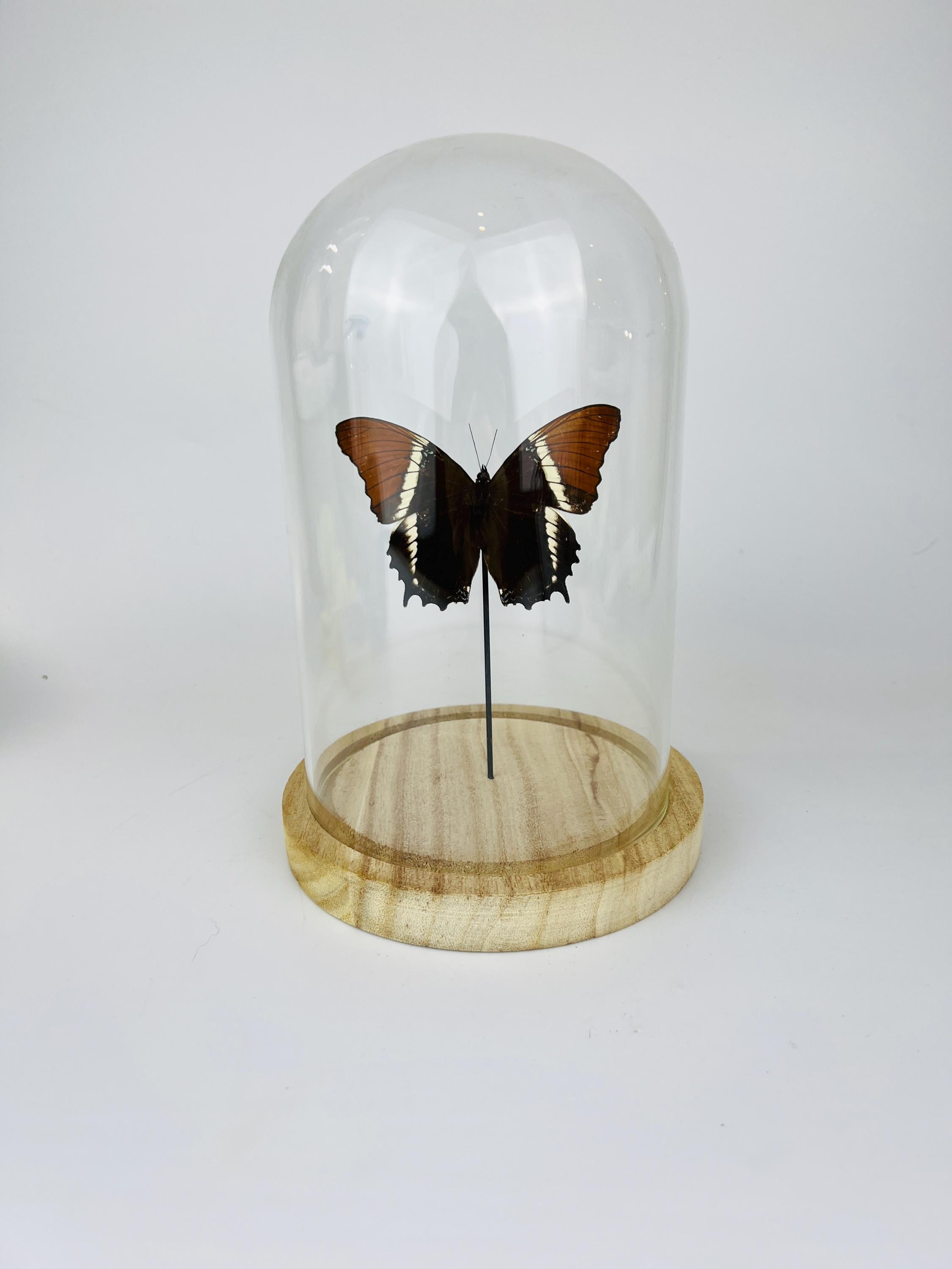 Siproeta Epaphus in stolp