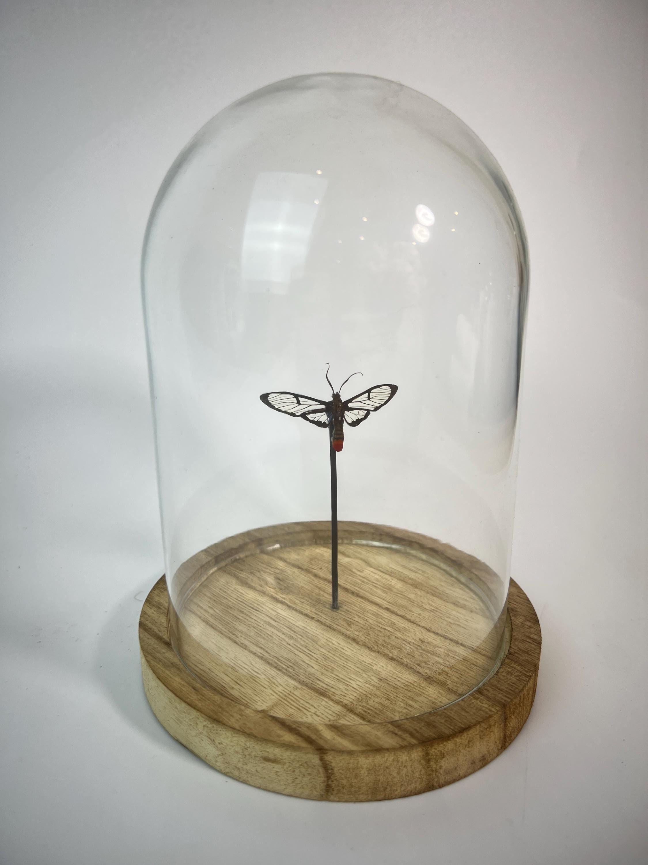 Echte vlinder | Vlinder met doorzichtige vleugels in stolp (17x13cm)