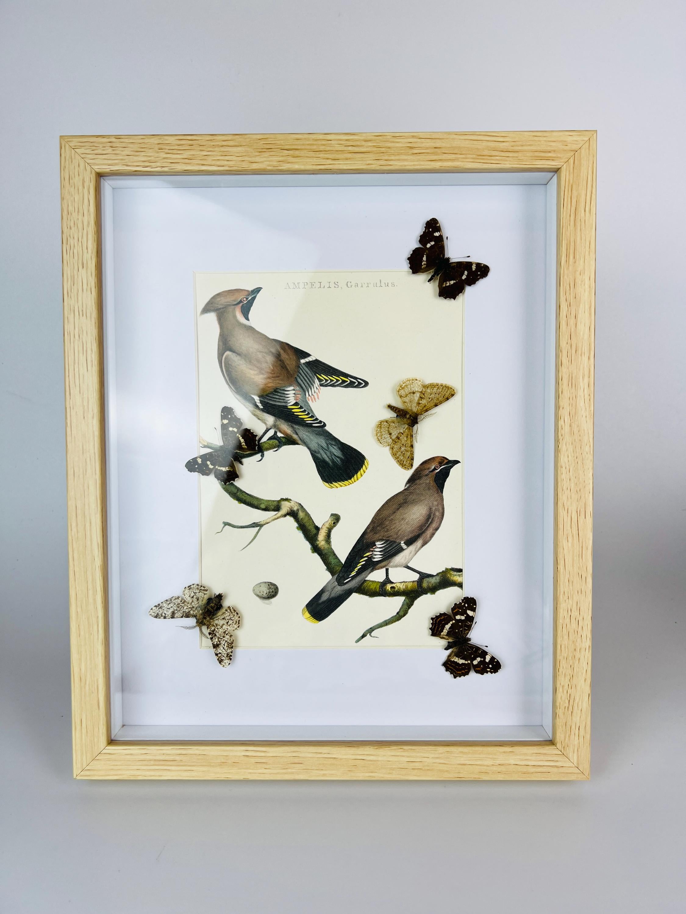 Vlinders op vintage botanische print in lijst