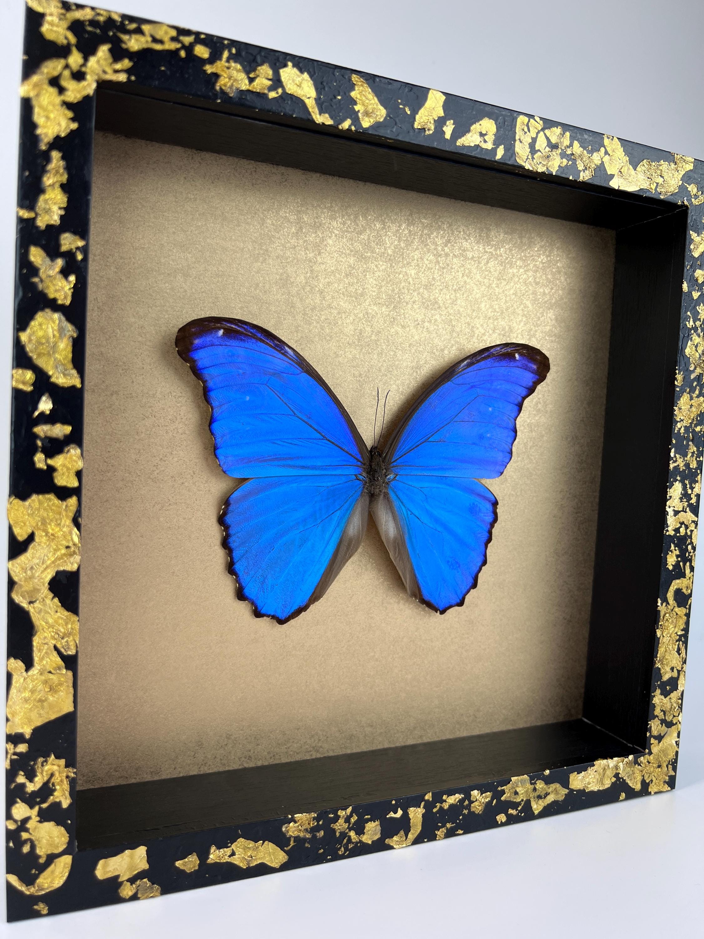 Morpho Didius auf Blattgold, gerahmt