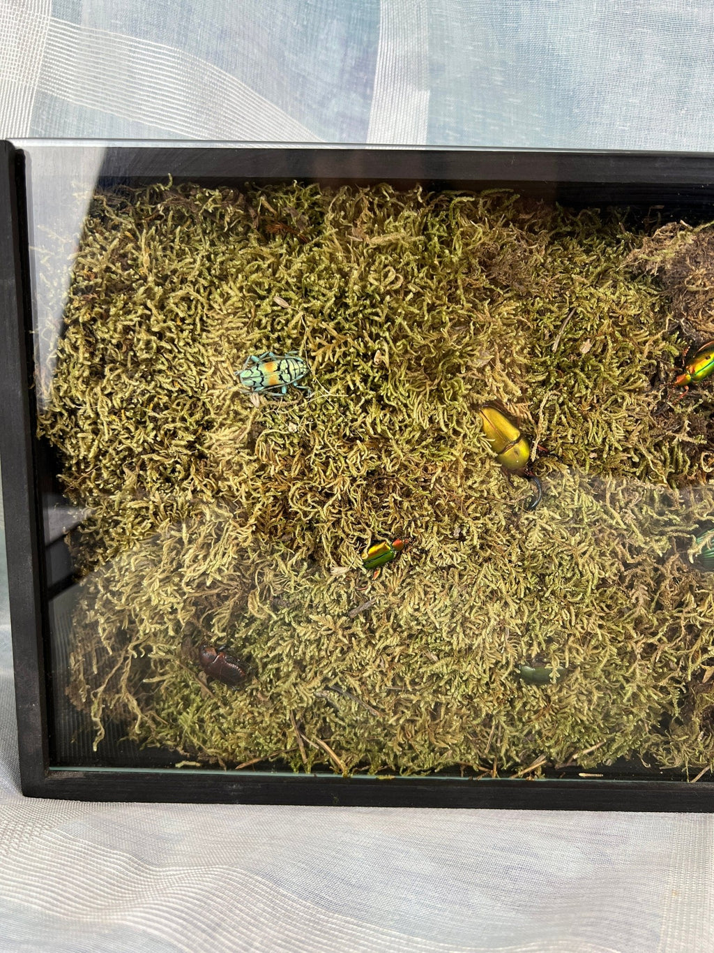 7 Käfer auf Moos in einer Insektenbox von KEY LIME STORE