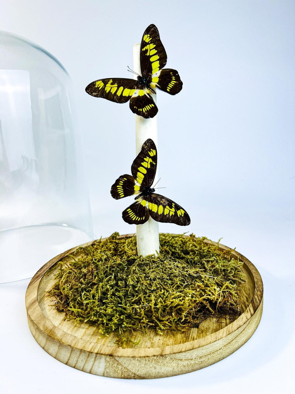 Papilio Latreillianus in einer Glasglocke von KEY LIME STORE