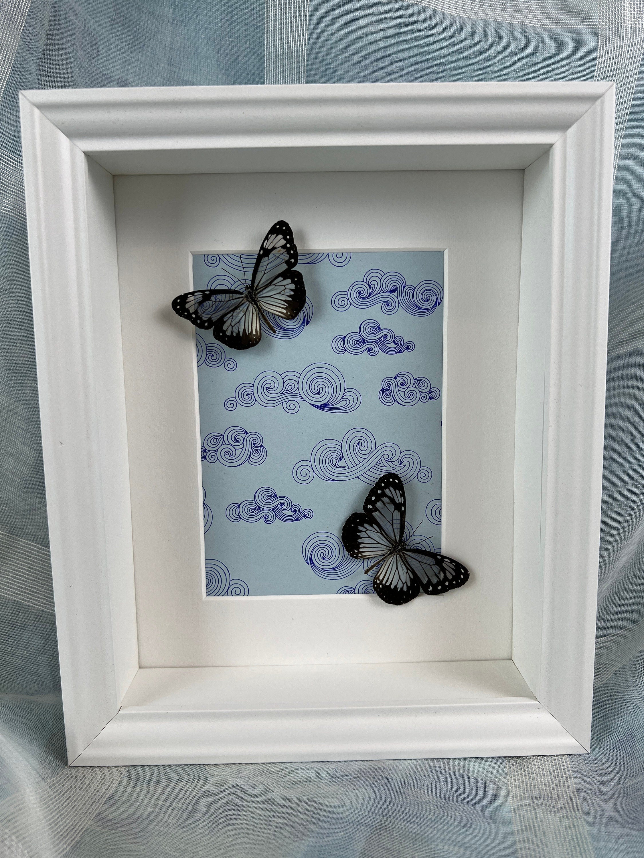 Parantica Vitrina auf Originalzeichnung im Rahmen