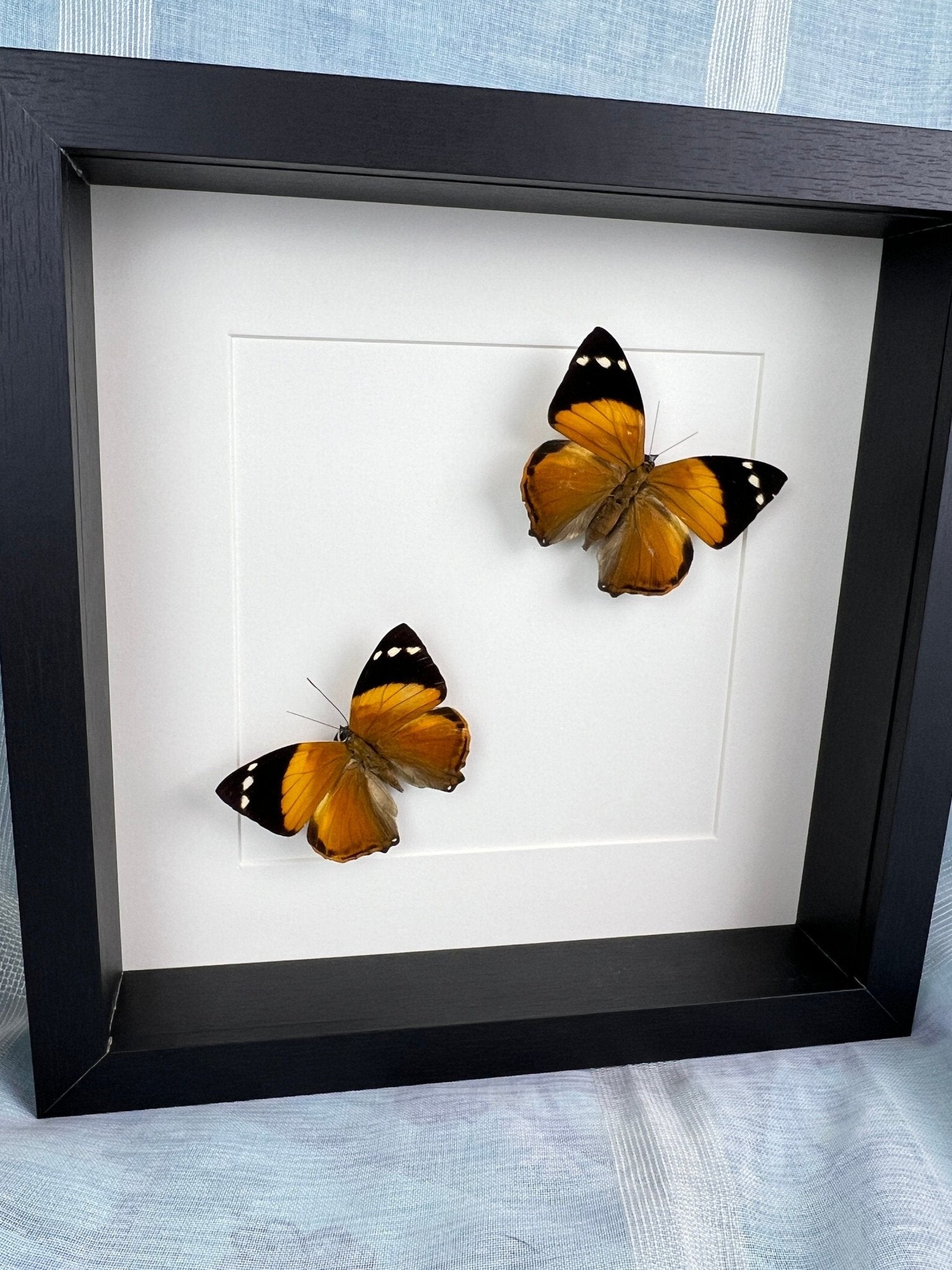 Smyrna Blomfieldia in lijst by KEY LIME STORE