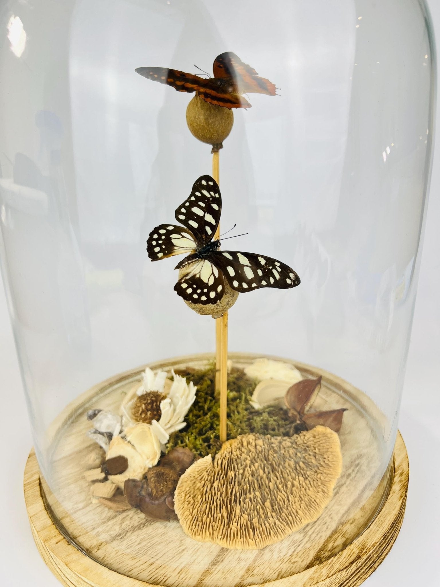 Charaxes und Graphium Leonidas in einer Glasglocke von KEY LIME STORE