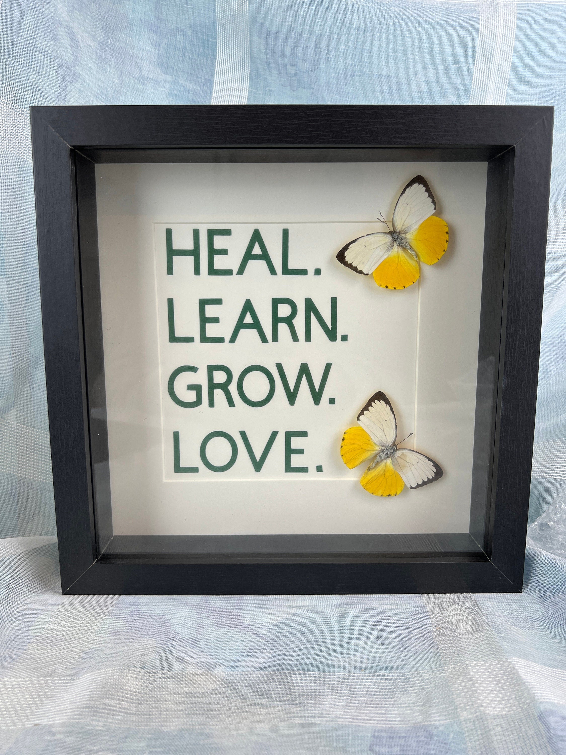 Catopsilia Scylla met tekst in lijst