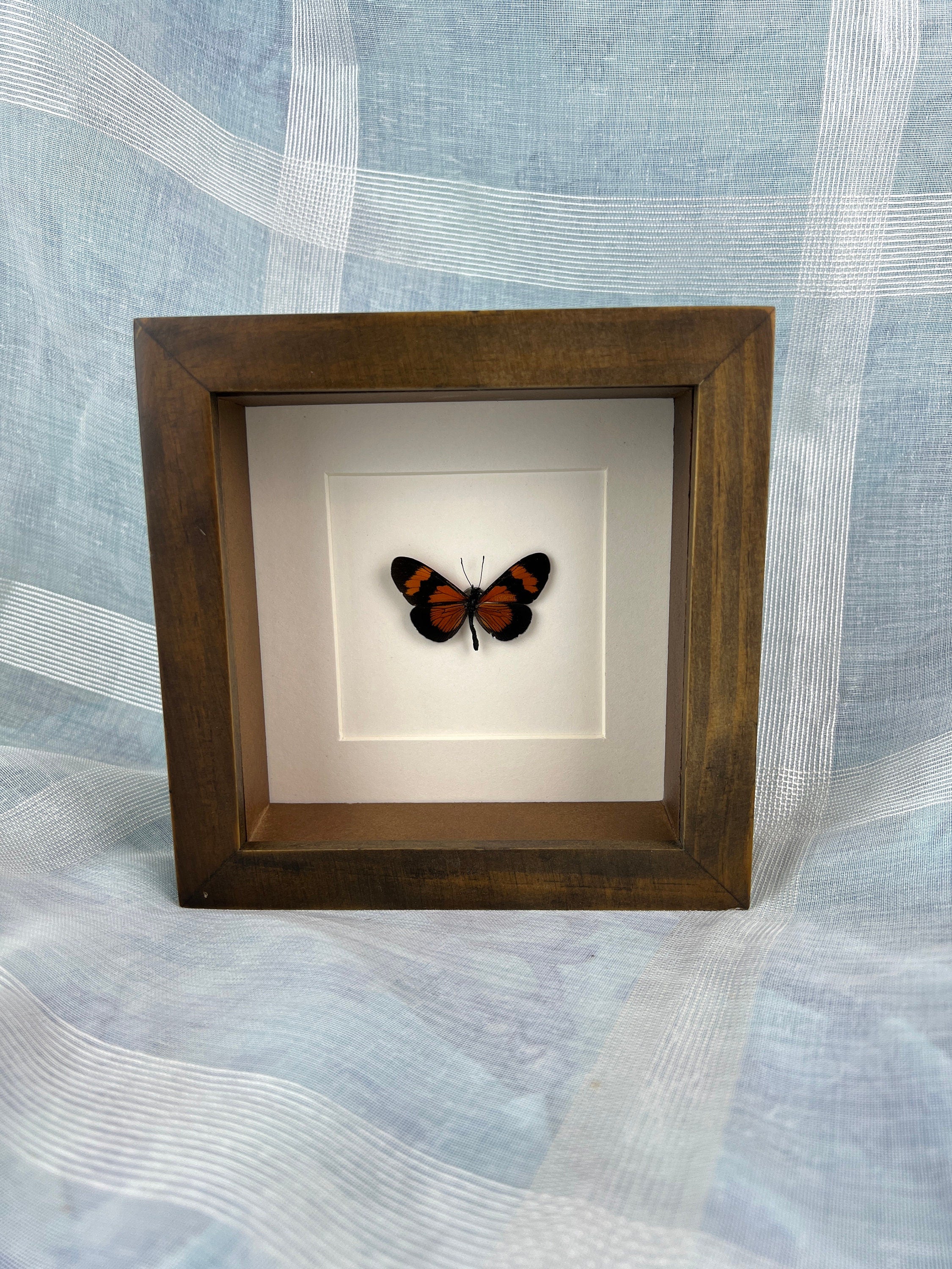 Altinote Negra in a frame