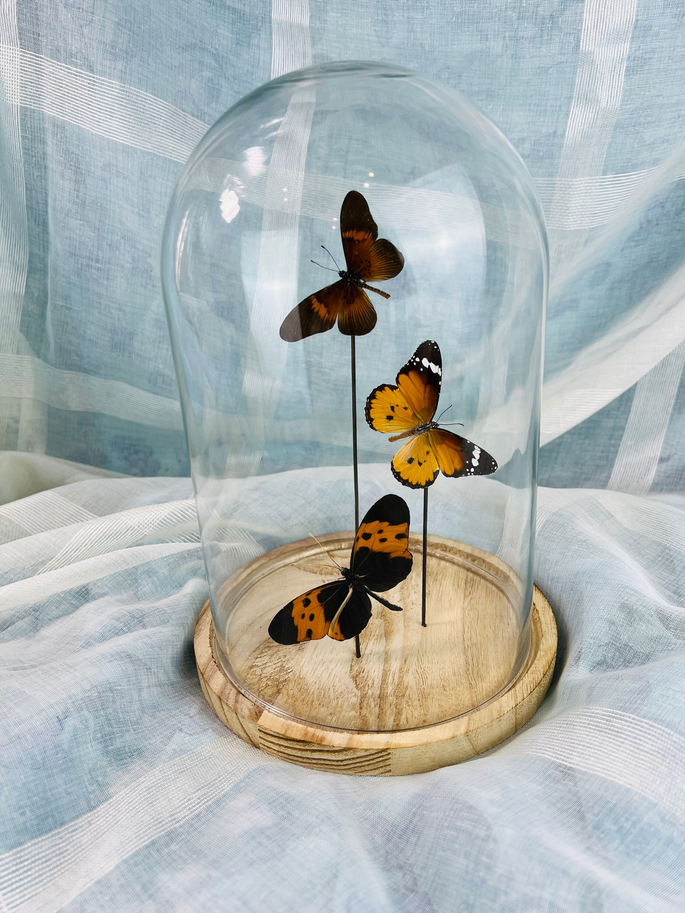 Actinote, Danaus chrysippus und Melinaea in einer Glasglocke