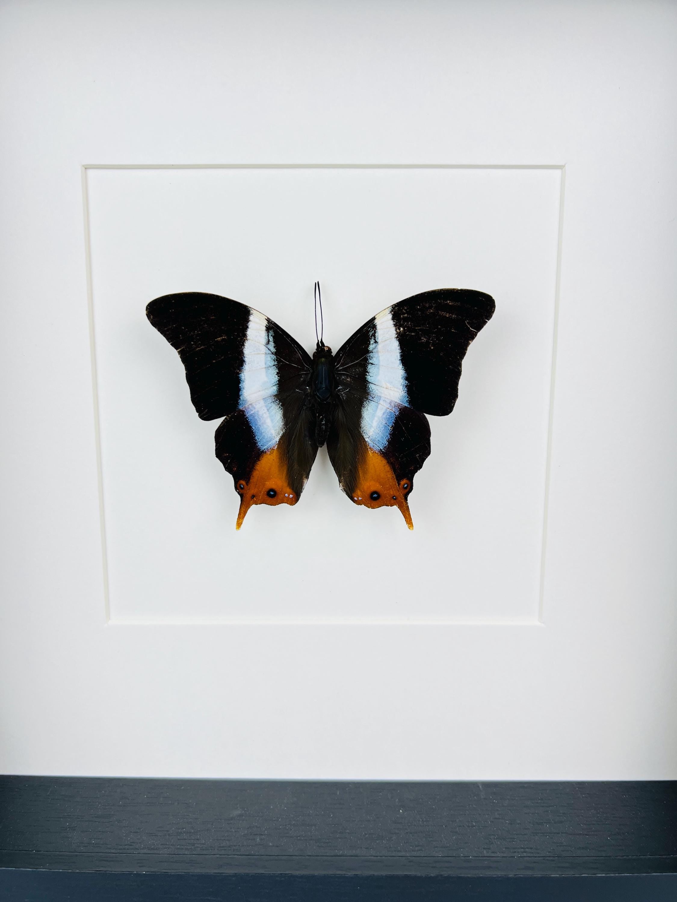 Palla Violinitens in lijst