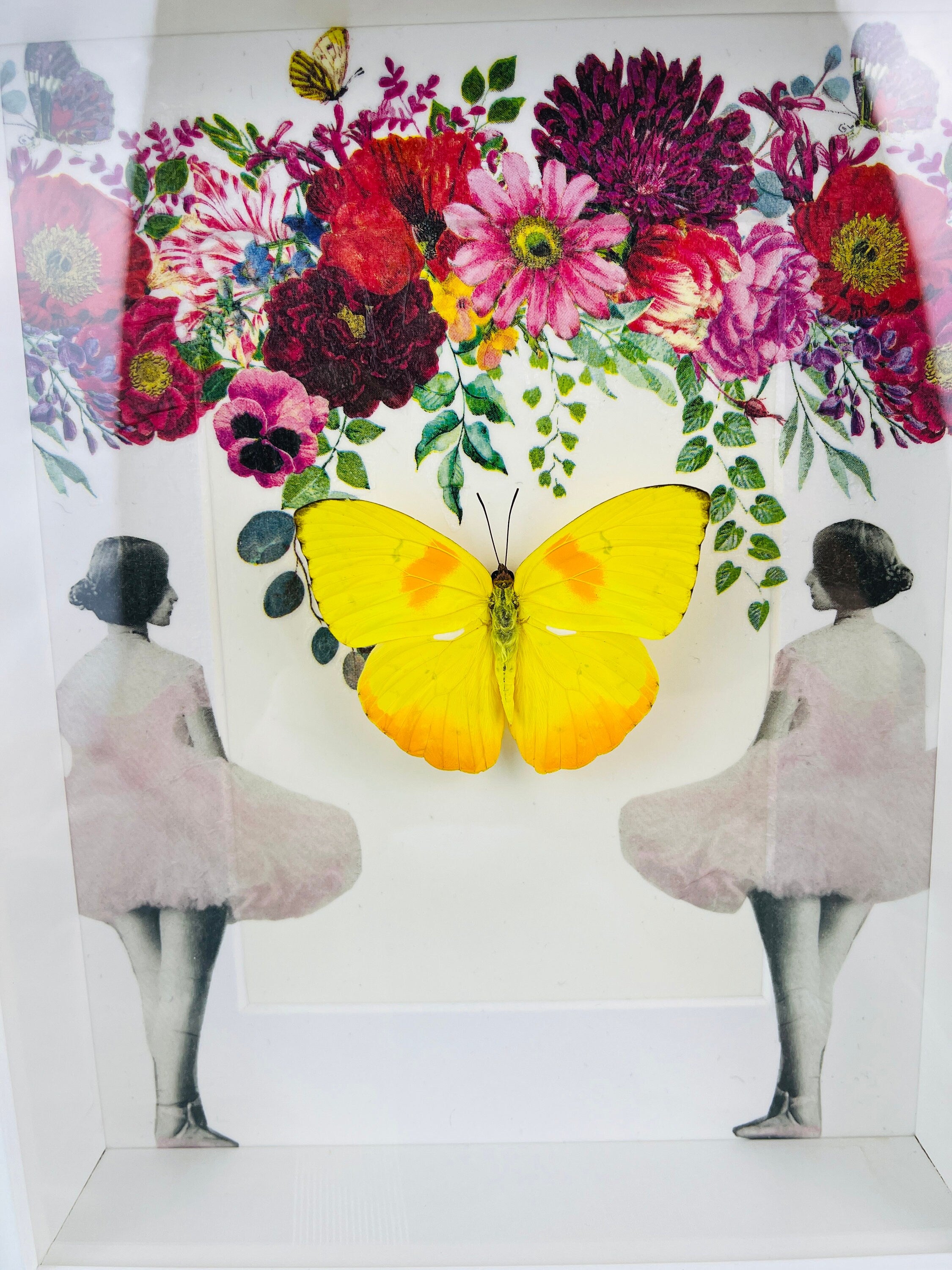 Butterfly Specimen Display - Phoebis Philea Framed with Elegant Decoration