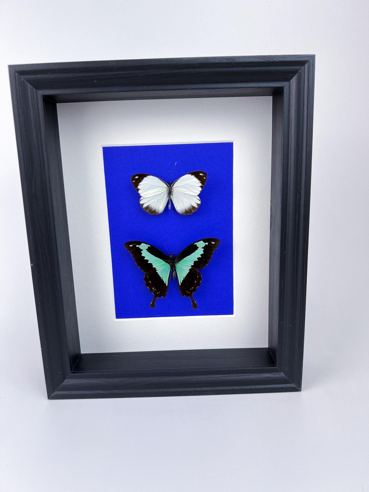 Papilio Phorcas und Appias in einem Rahmen von KEY LIME STORE