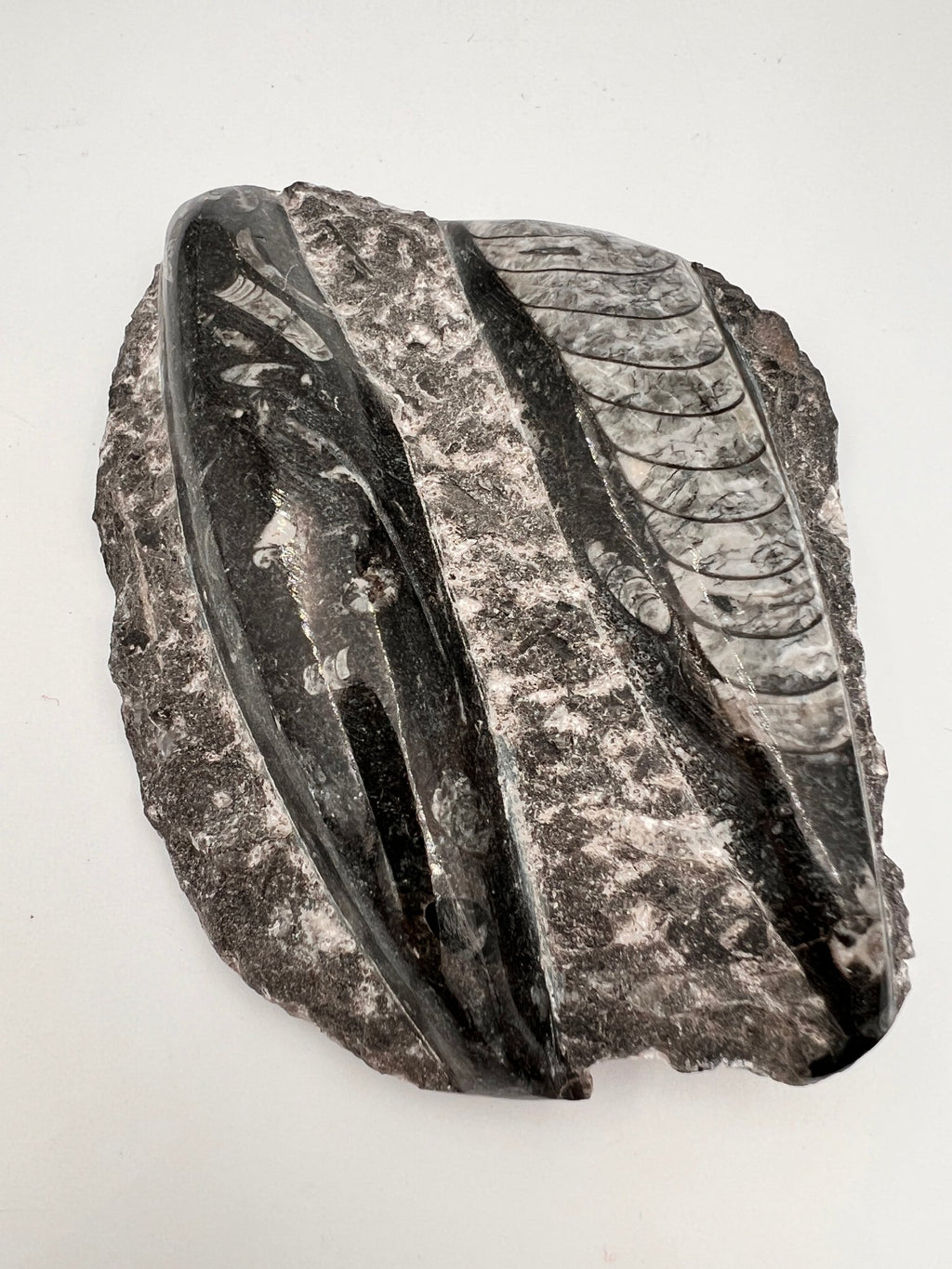 Orthoceras – Fossil von KEY LIME STORE
