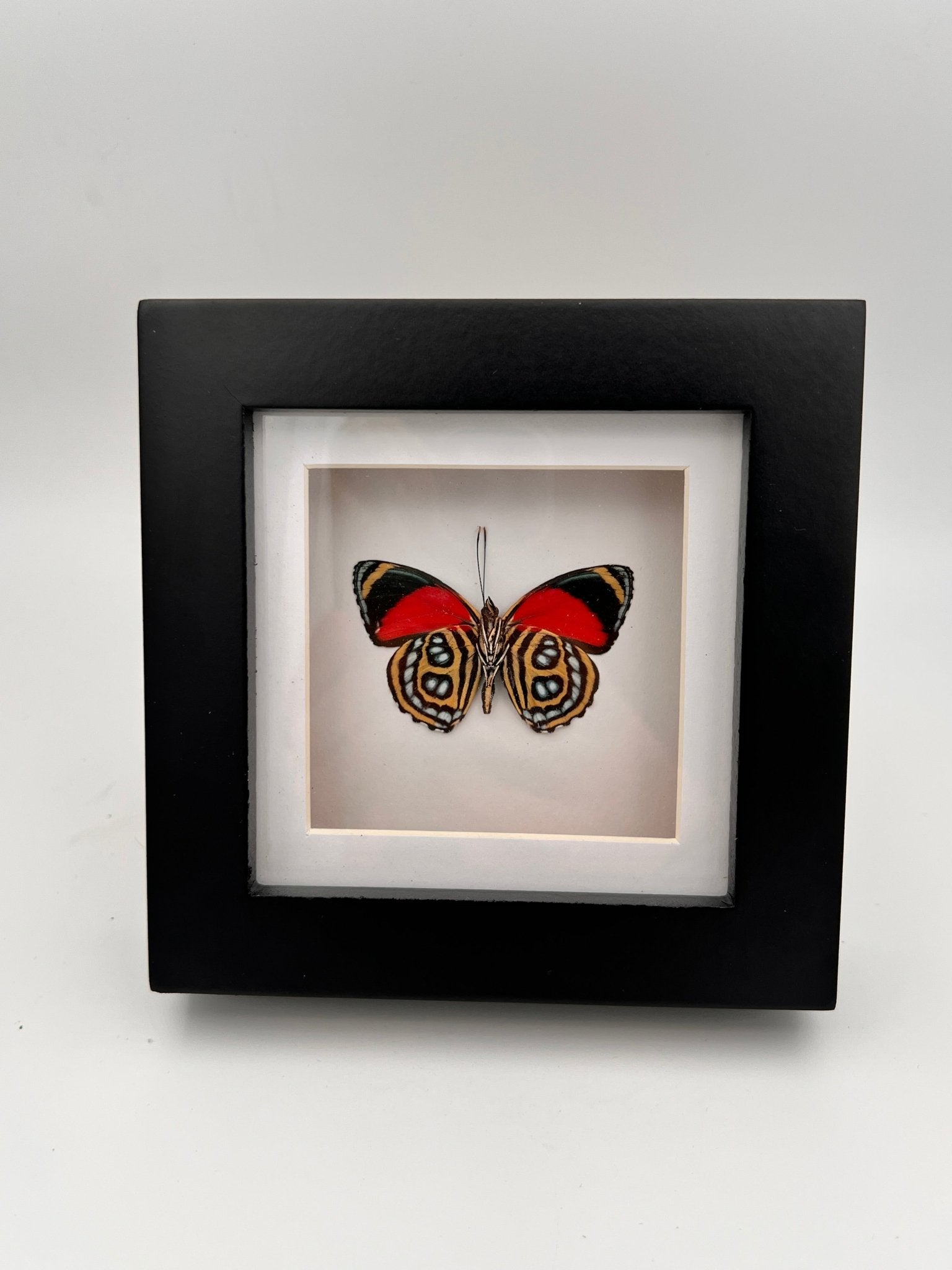 Callicore Cyllene dans un cadre par KEY LIME STORE